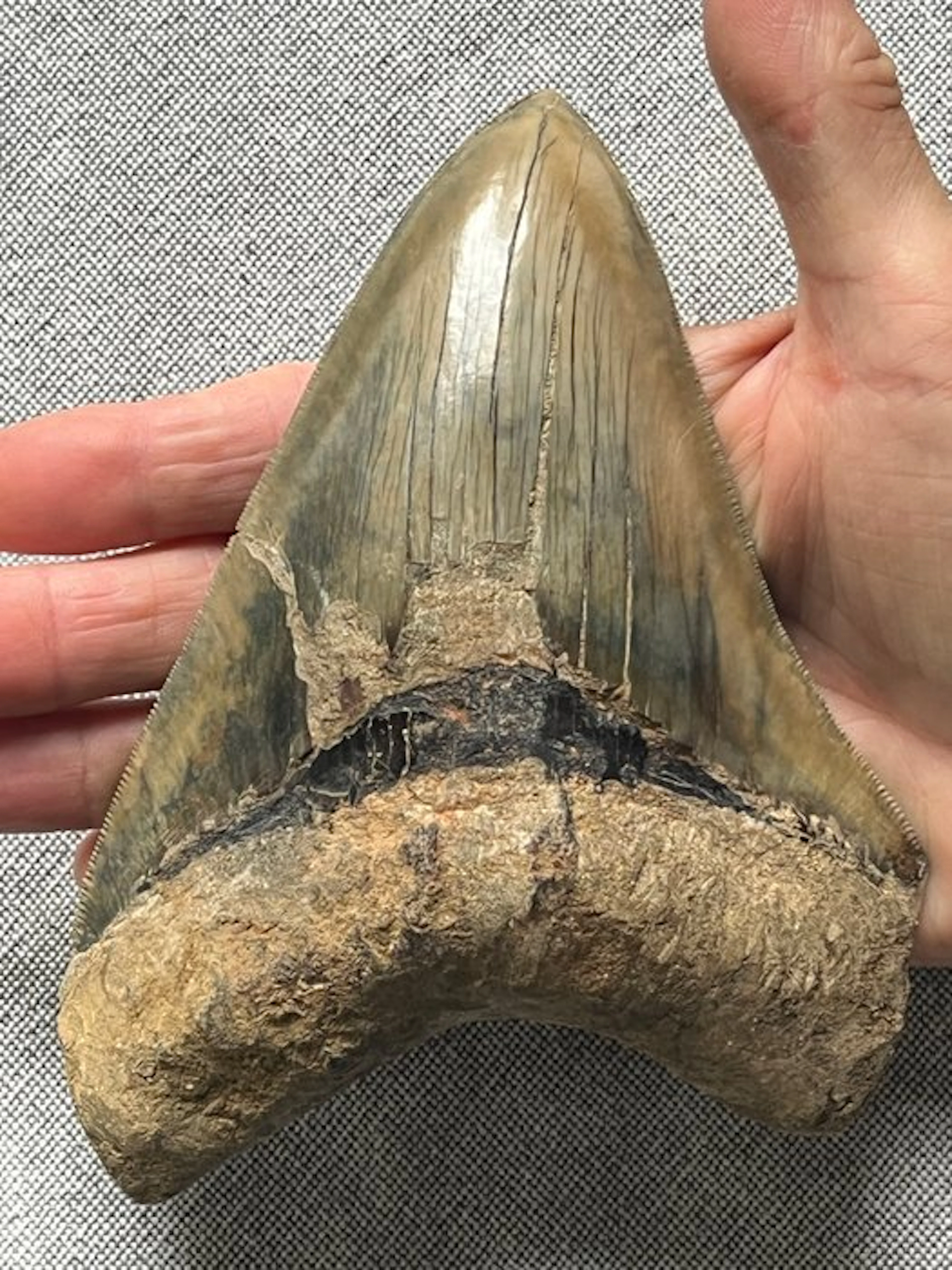 Huge Megalodon tooth 15,2 cm (6.0 INCH) - Fossil tooth - Carcharocles megalodon