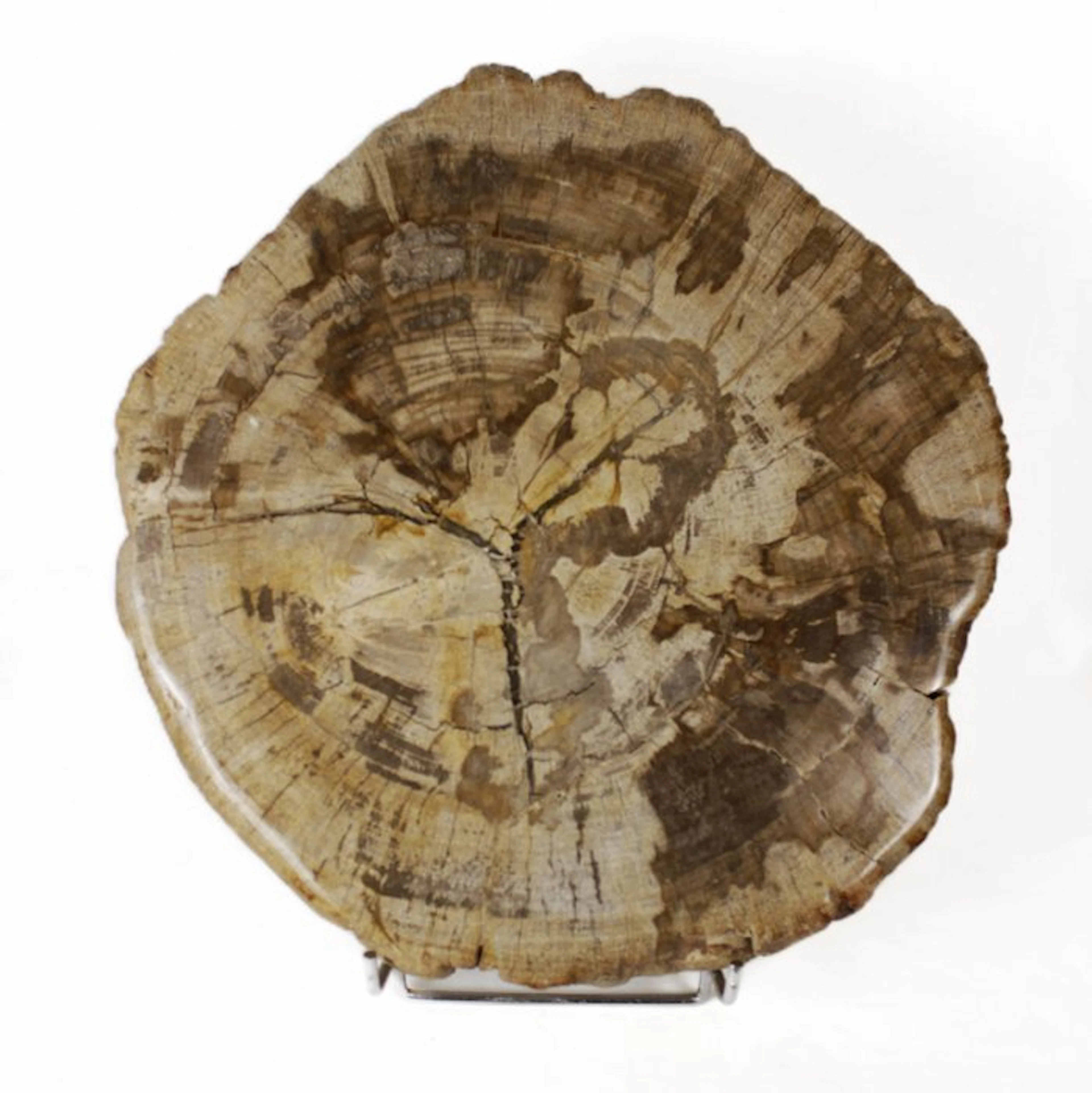 Petrified wood - Fossilised wood - Dipterocarpus - 4.5 cm...