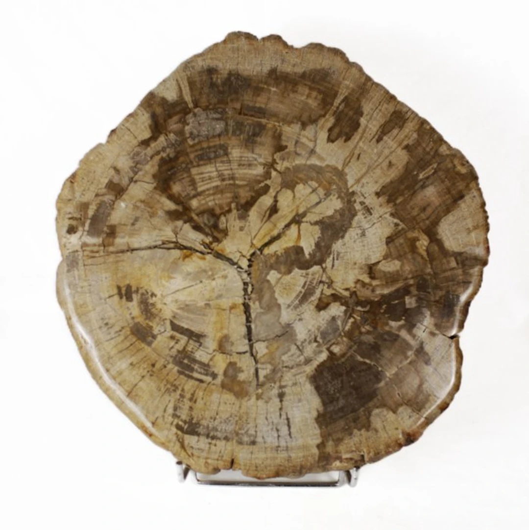 Petrified wood - Fossilised wood - Dipterocarpus - 4.5 cm...