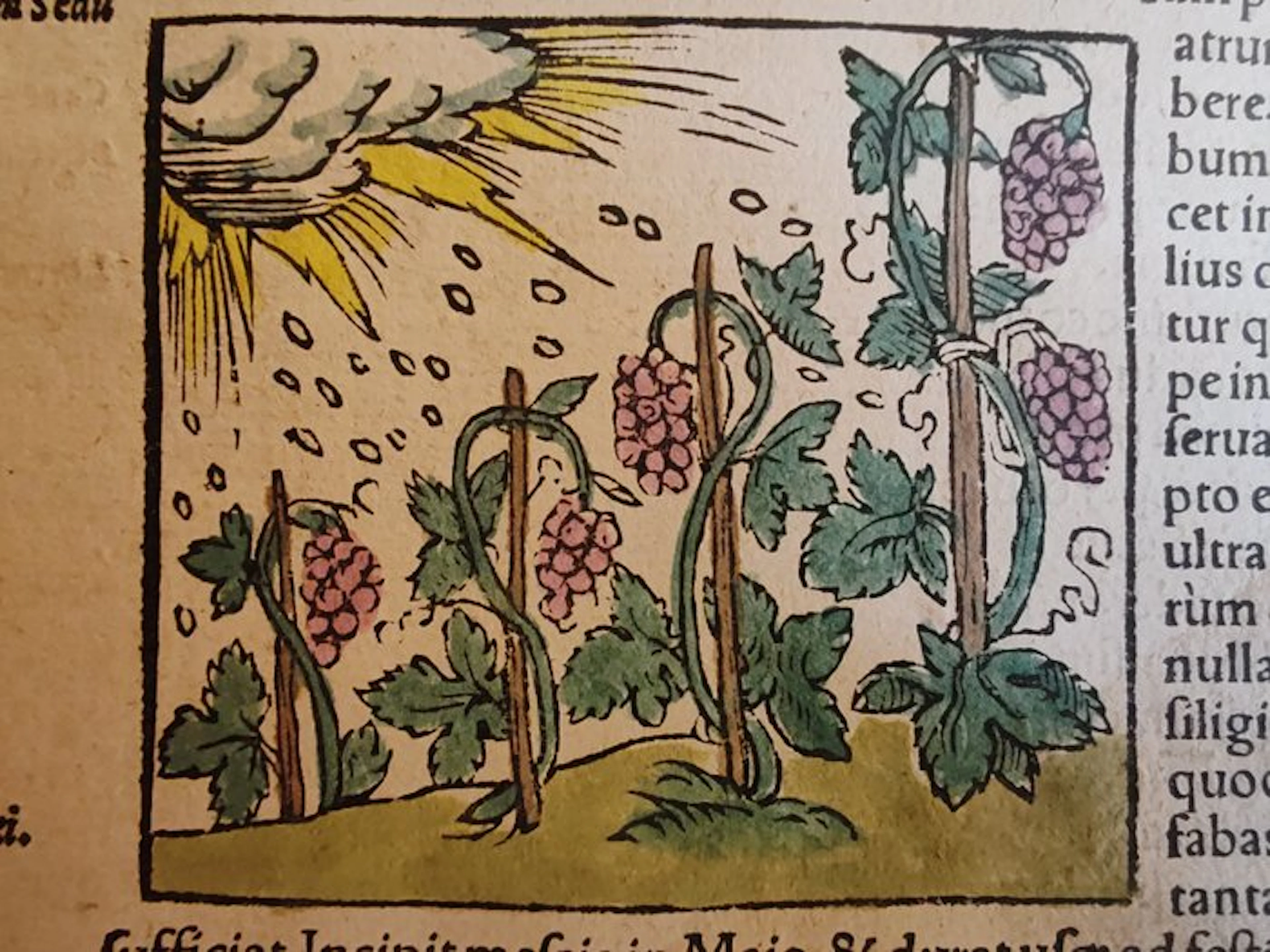 Sebastian Münster (1489–1552) - Cosmographia Universalis...