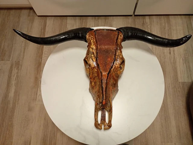 Cow Mammal skull - Bos taurus - 30 cm - 90 cm - 60 cm - (1)