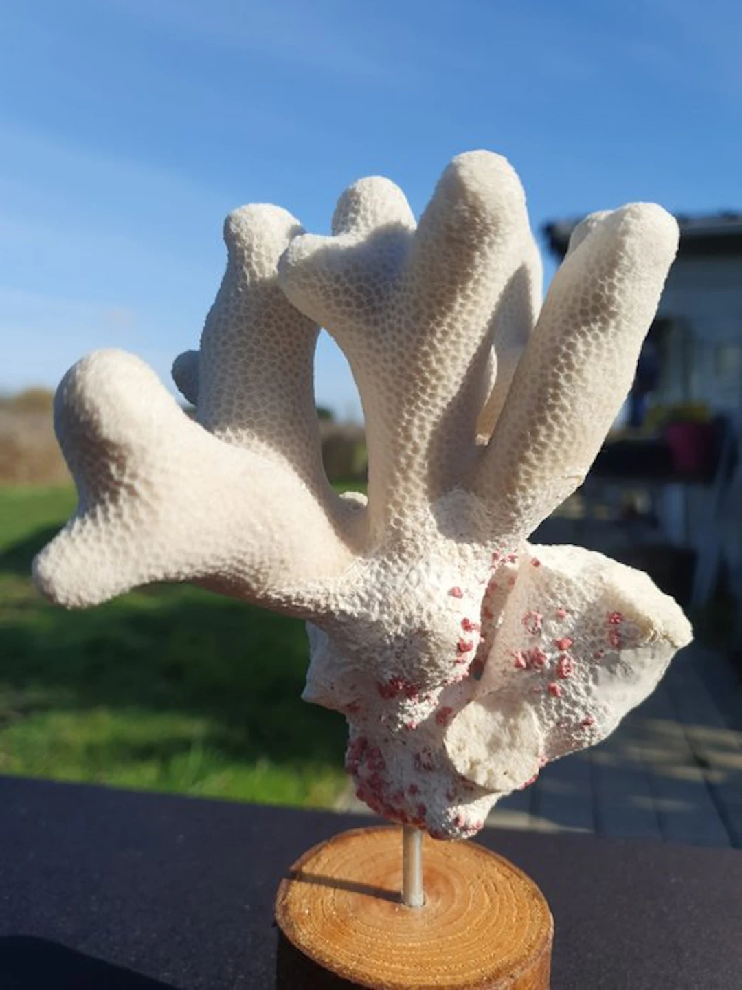 Elegant Cauliflower Coral Bush Specimen - Mounted on...
