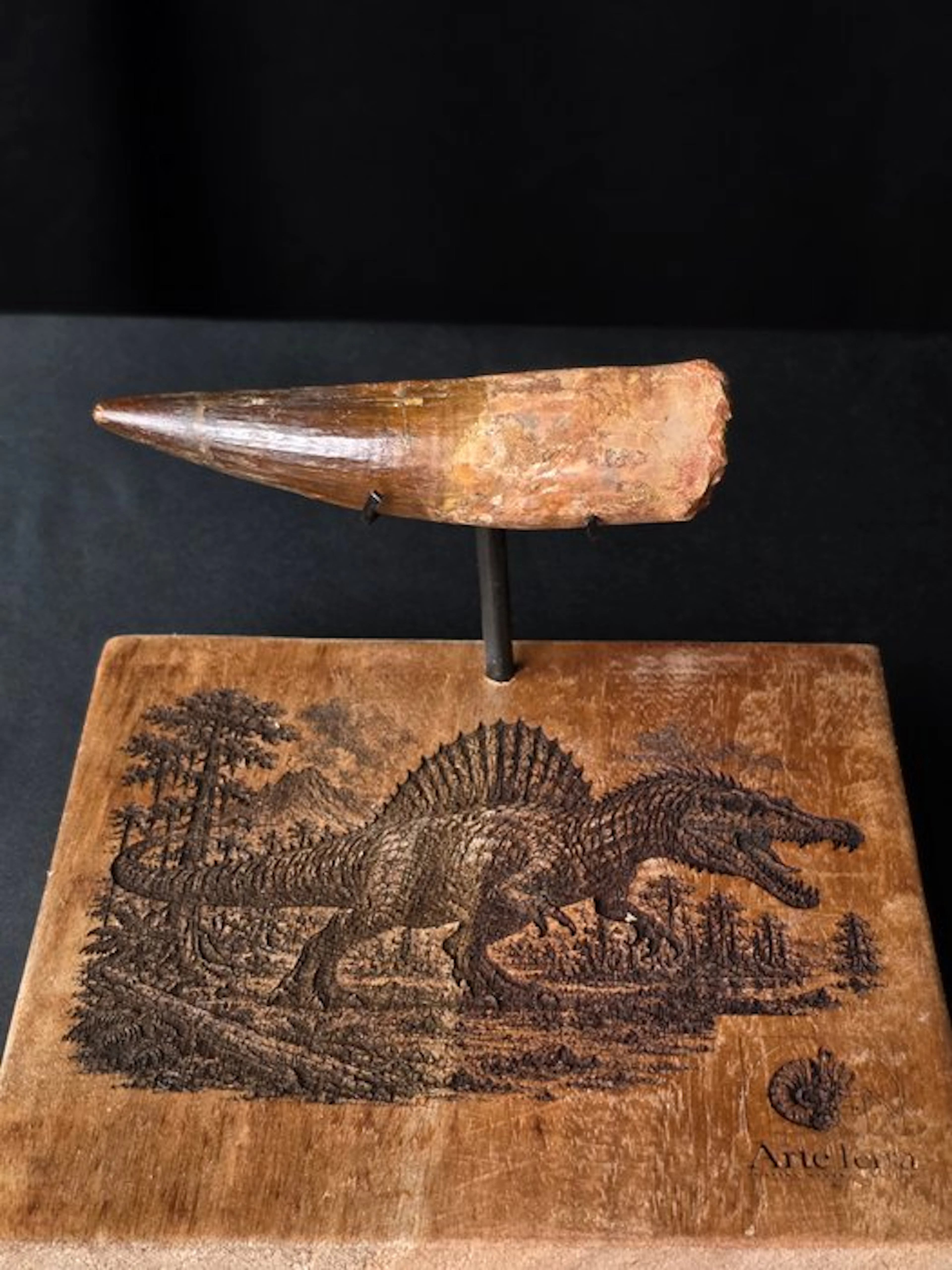 Spinosaur - Fossil tooth - Spinosaur Aegyptiacus