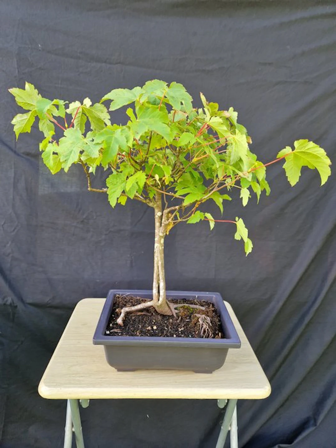 Sycamore maple - Height (Tree): 50 cm - Depth (Tree): 45 cm - France