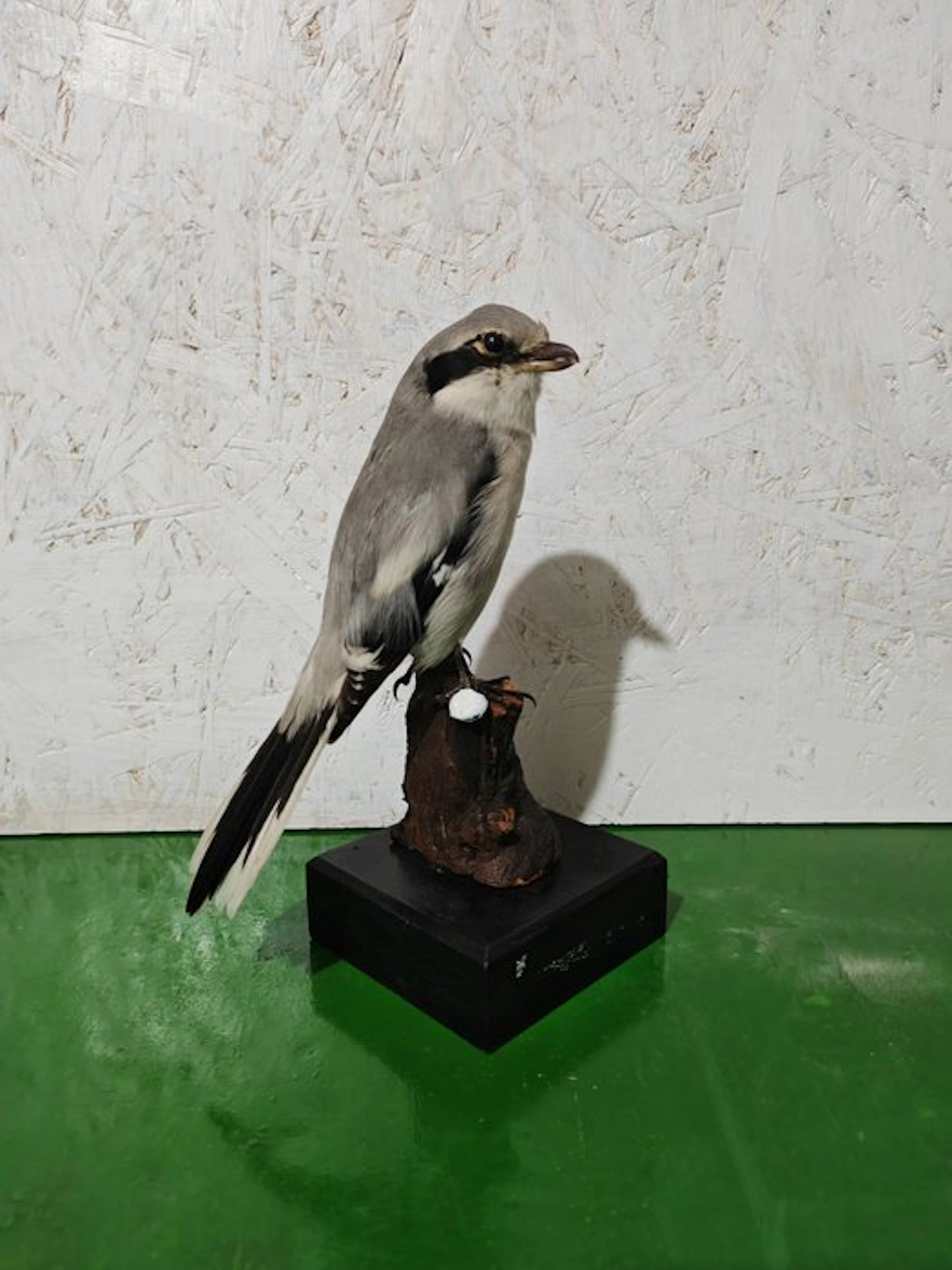 to have the elder one Taxidermy full body mount - Lanius...