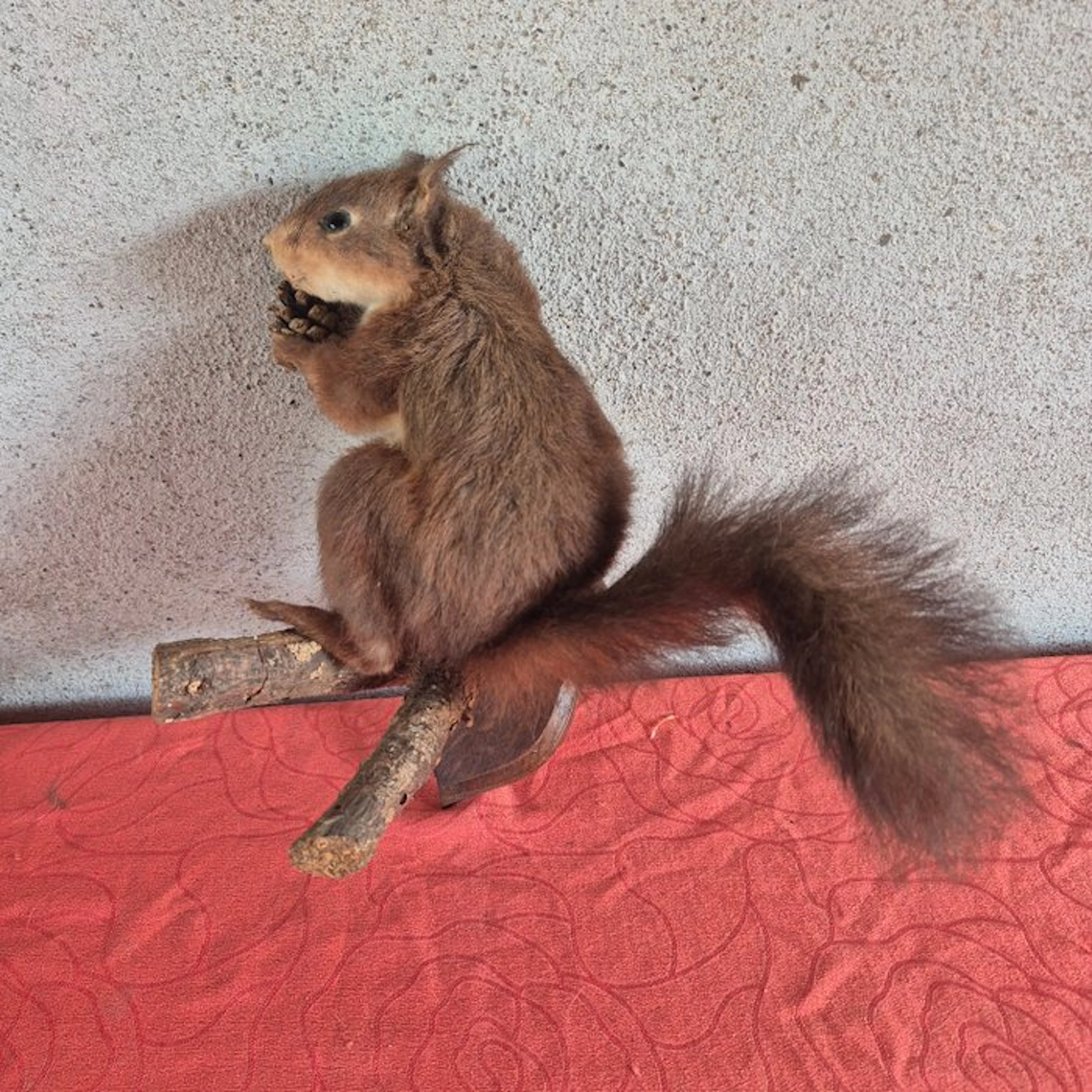 Douglas squirrel Taxidermy wall mount - Tamiasciurus...