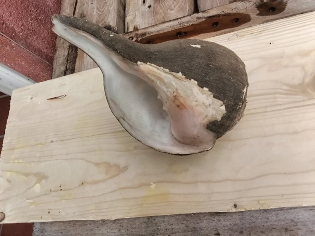 Turbinella pyrum 24.5cm Sea shell - Turbinella Pyrum Gaint