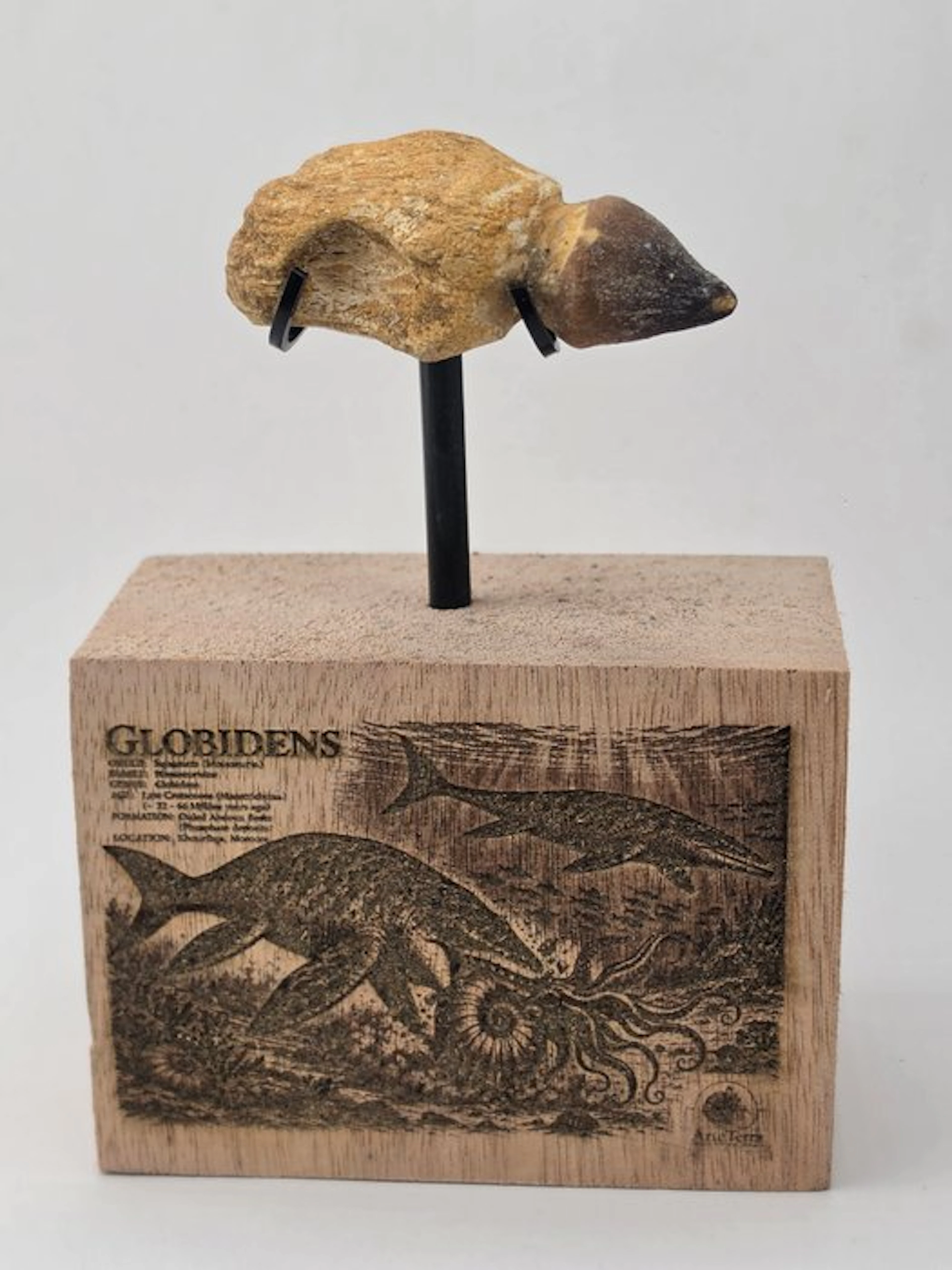 Fossilised animal - Globidens (No reserve price)