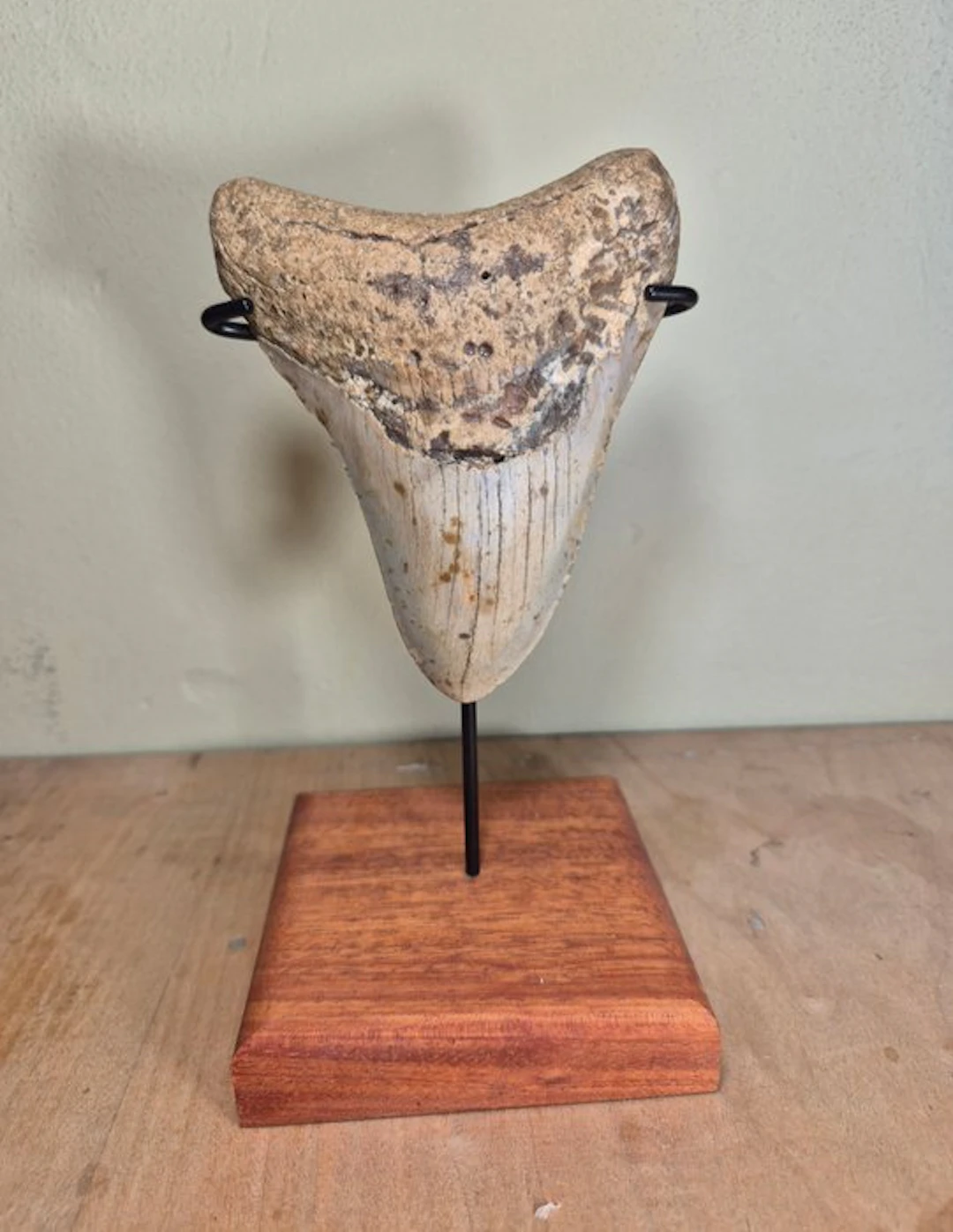 Large Megalodon tooth - Fossil tooth - Otodus Megalodon - 11.49 cm