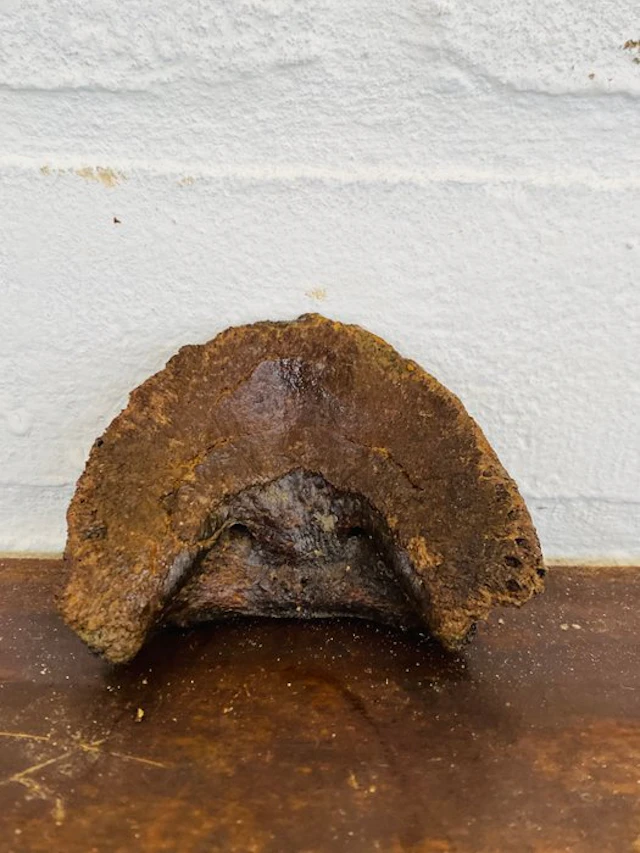 Steppe Tarpan - Fossil bone - Equus ferus ( wild paard )...