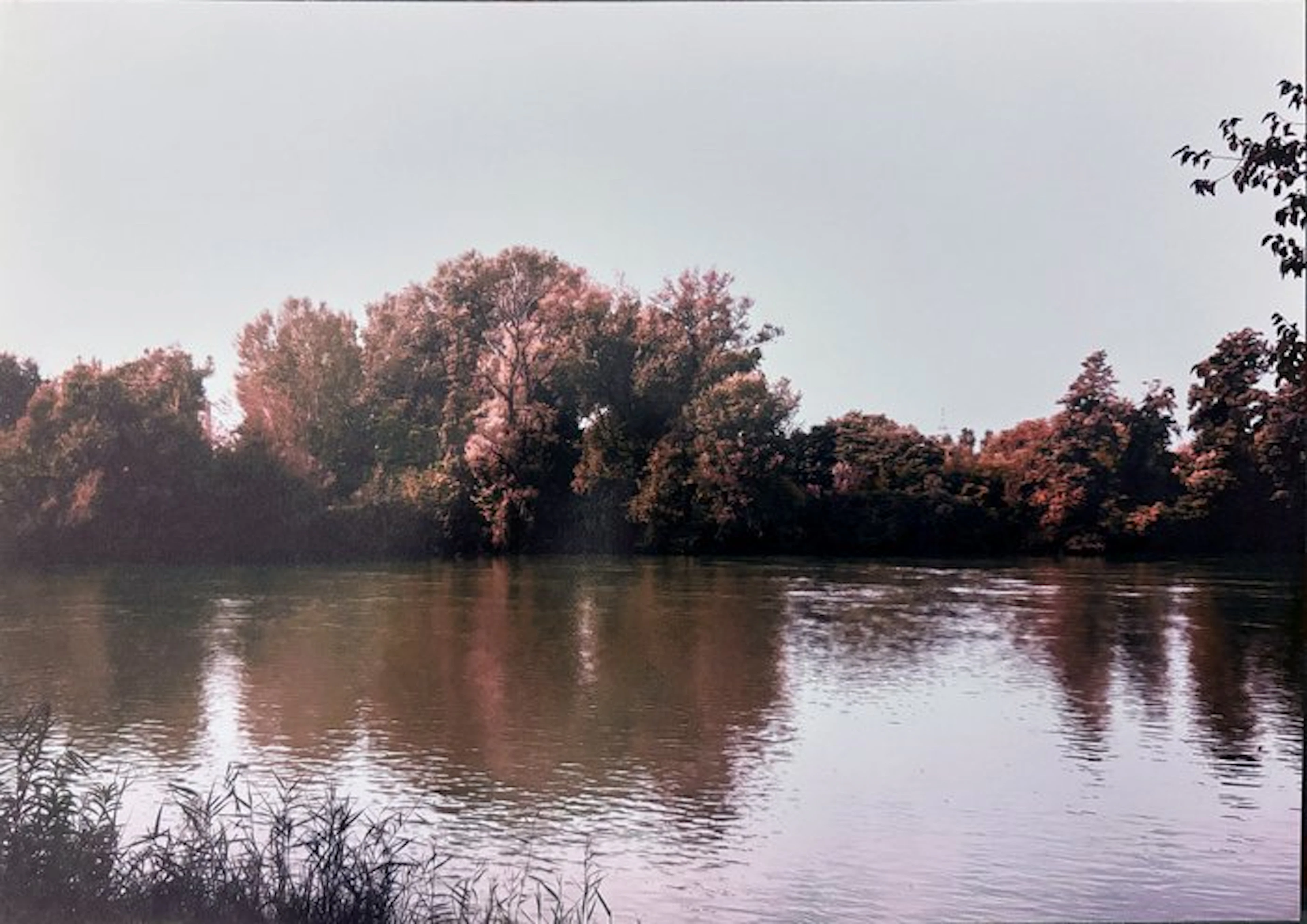 Abbas Gharib - Trees (Alberi)
