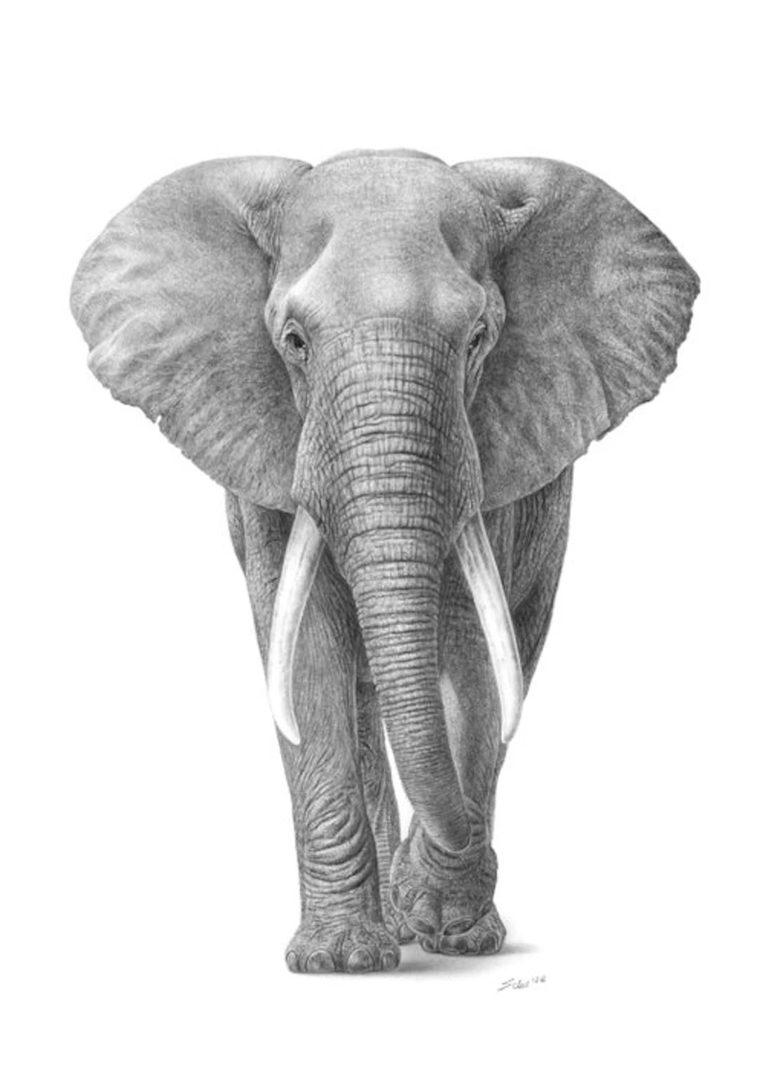 Schu - African Elephant