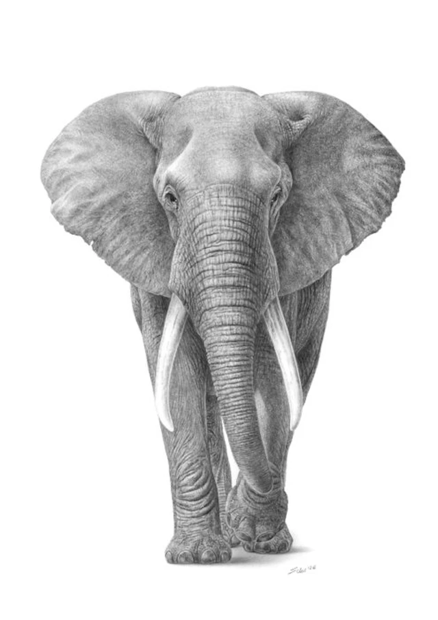 Schu - African Elephant