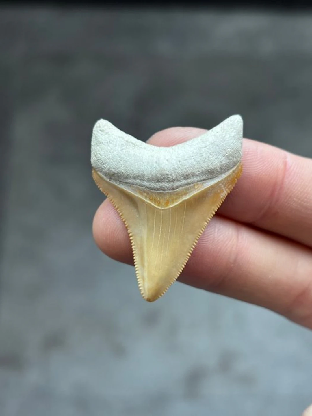 Megalodon - Fossil tooth - Otodus Megalodon - 4.5 cm
