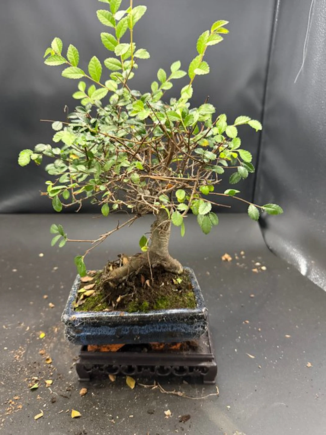 Japanese elm bonsai (Zelkova) - Height (Tree): 22 cm...