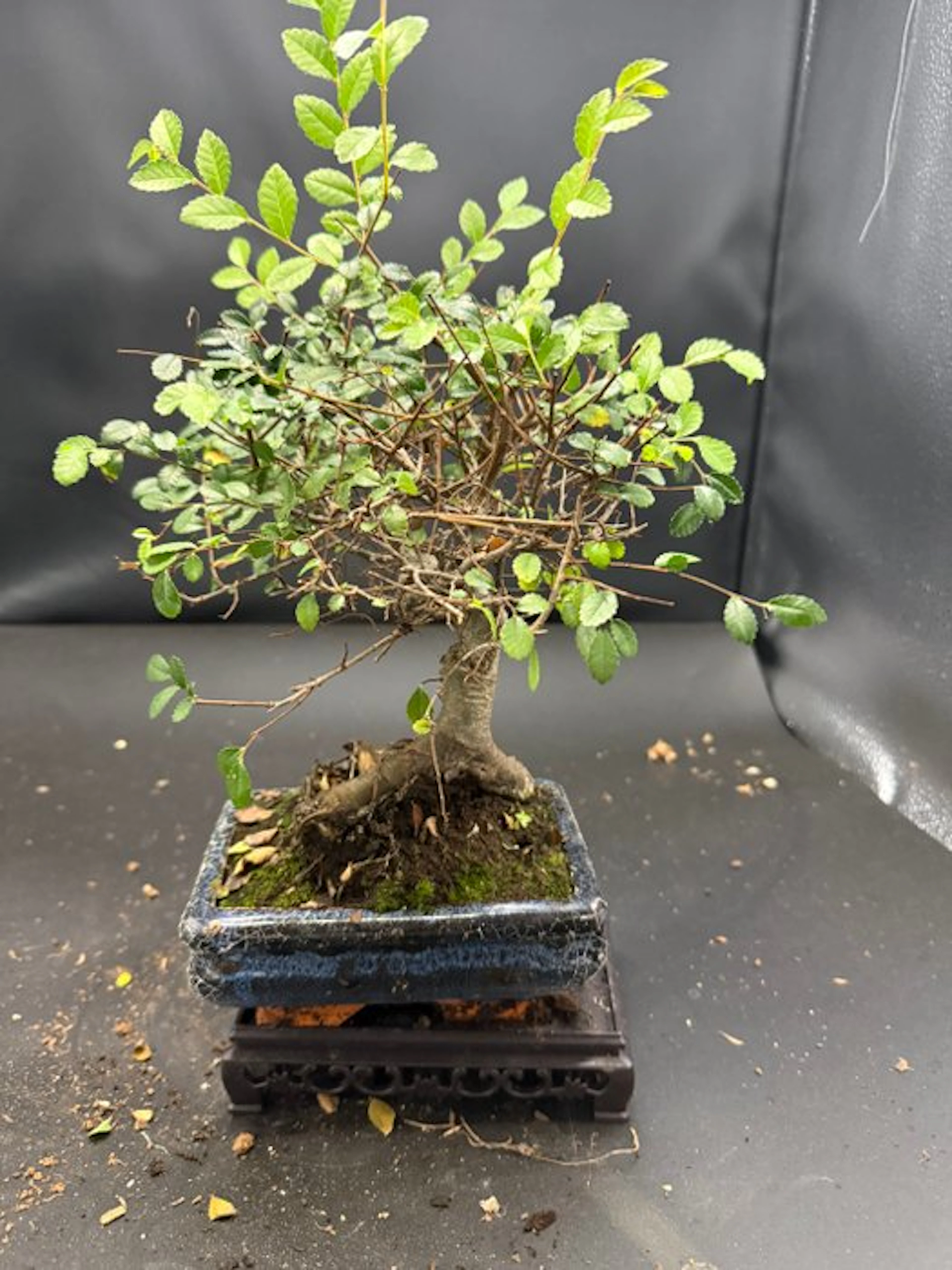 Japanese elm bonsai (Zelkova) - Height (Tree): 22 cm...