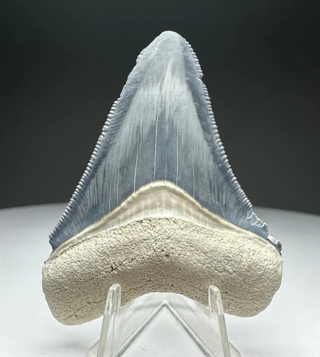 Megalodon - Fossil tooth - 5.5 cm - 4.5 cm
