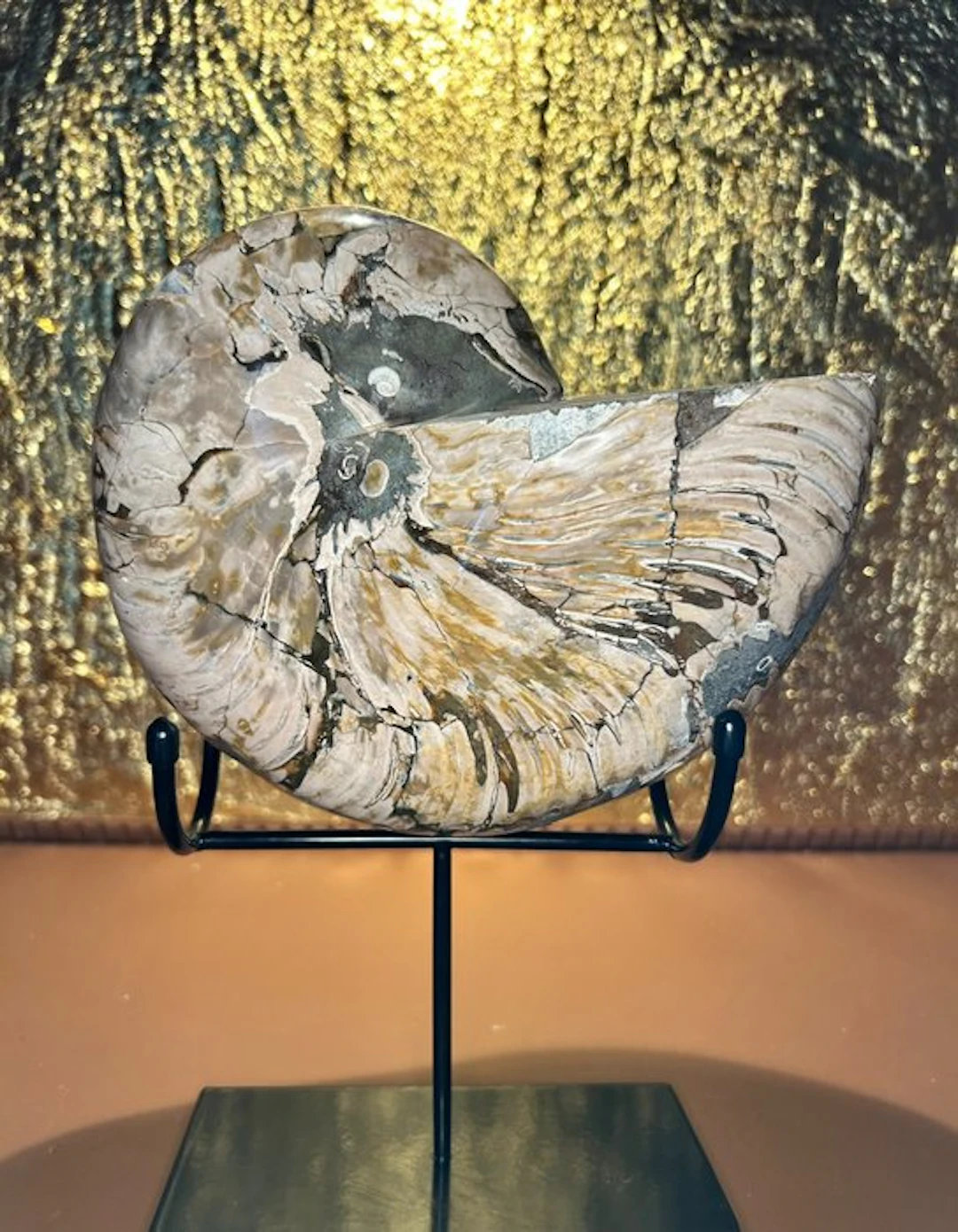 Cymatoceras Nautilus - Fossilised shell - Cymatoceras sp. - 22 cm - 19 cm