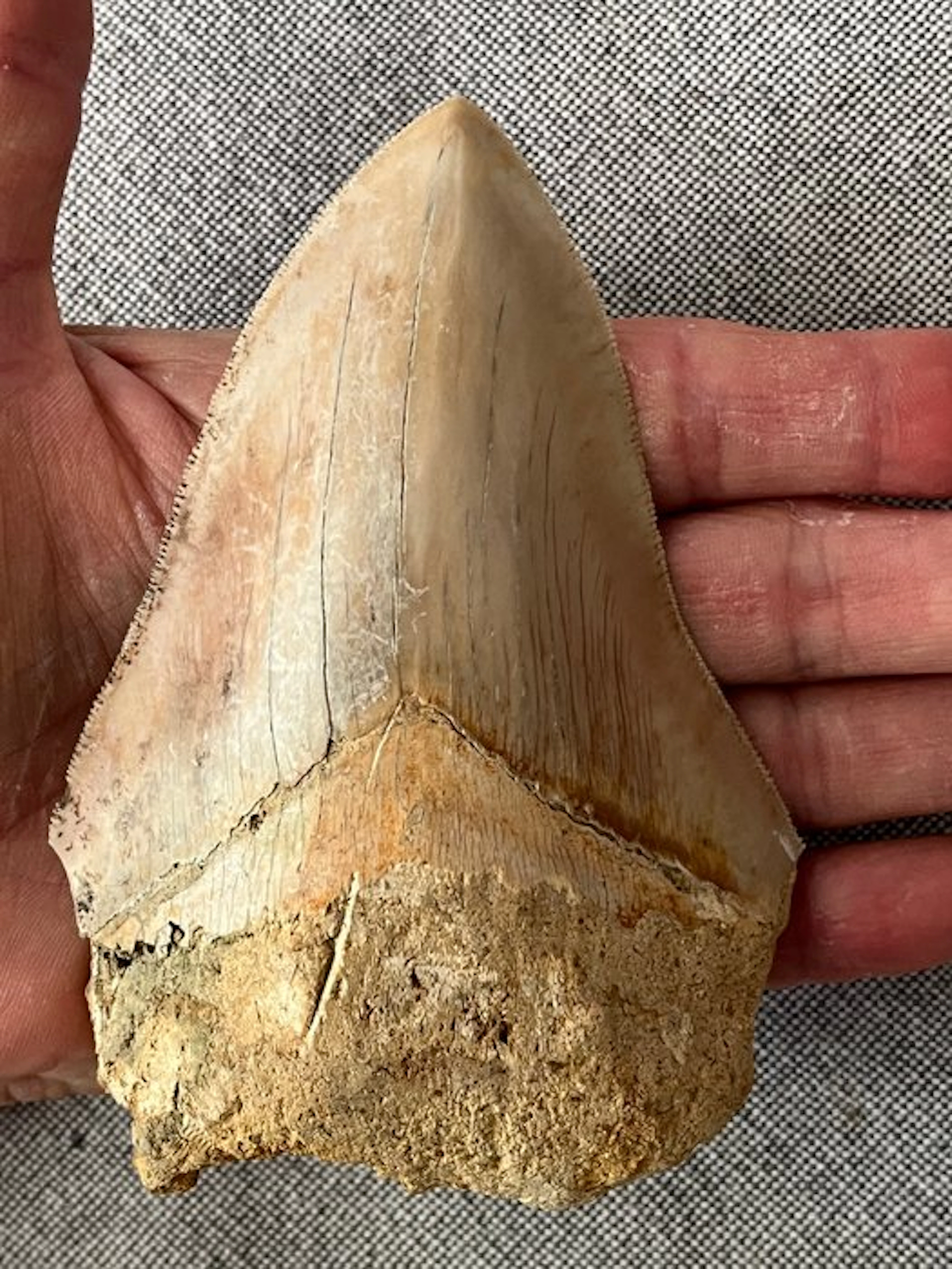 Megalodon tooth 11,9 cm - Fossil tooth - Carcharocles megalodon