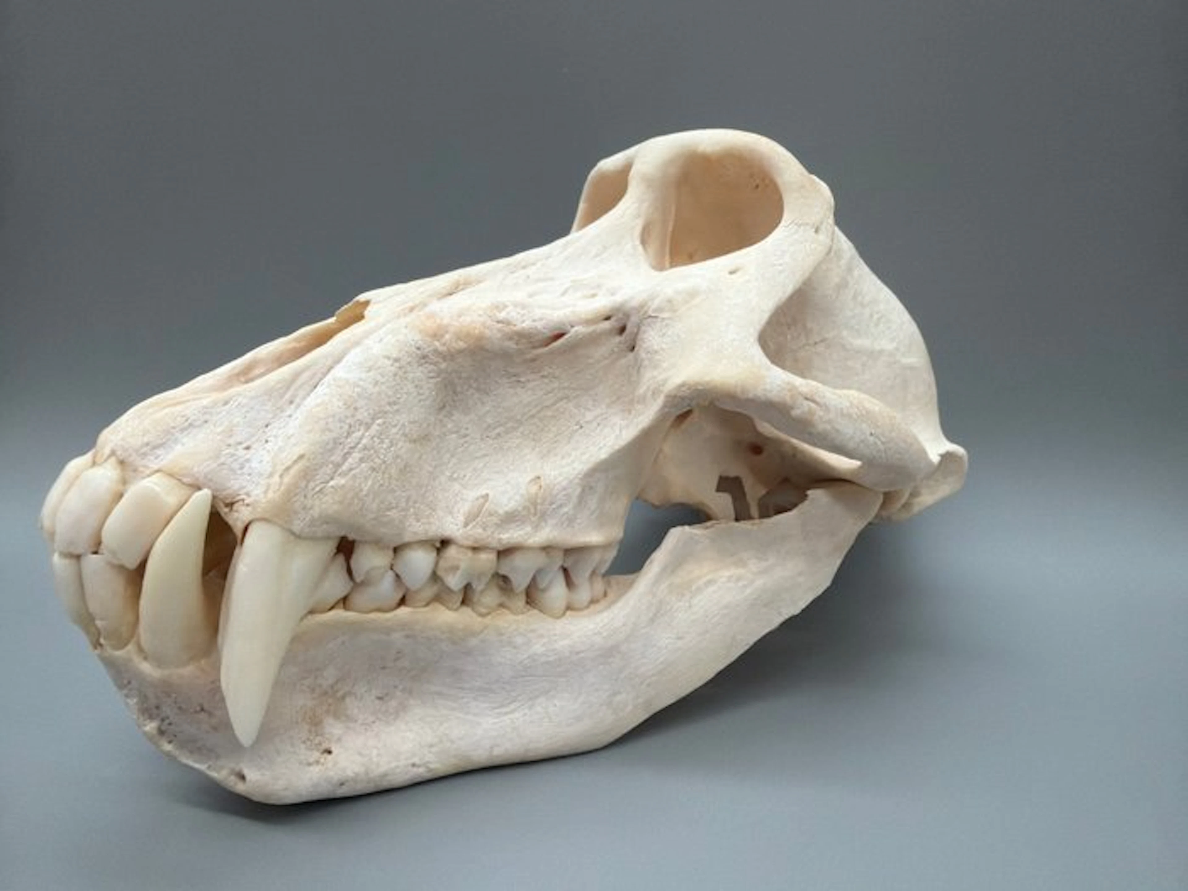 Monkey Skull - Papio Ursinus - 12 cm - 12 cm - 21 cm...