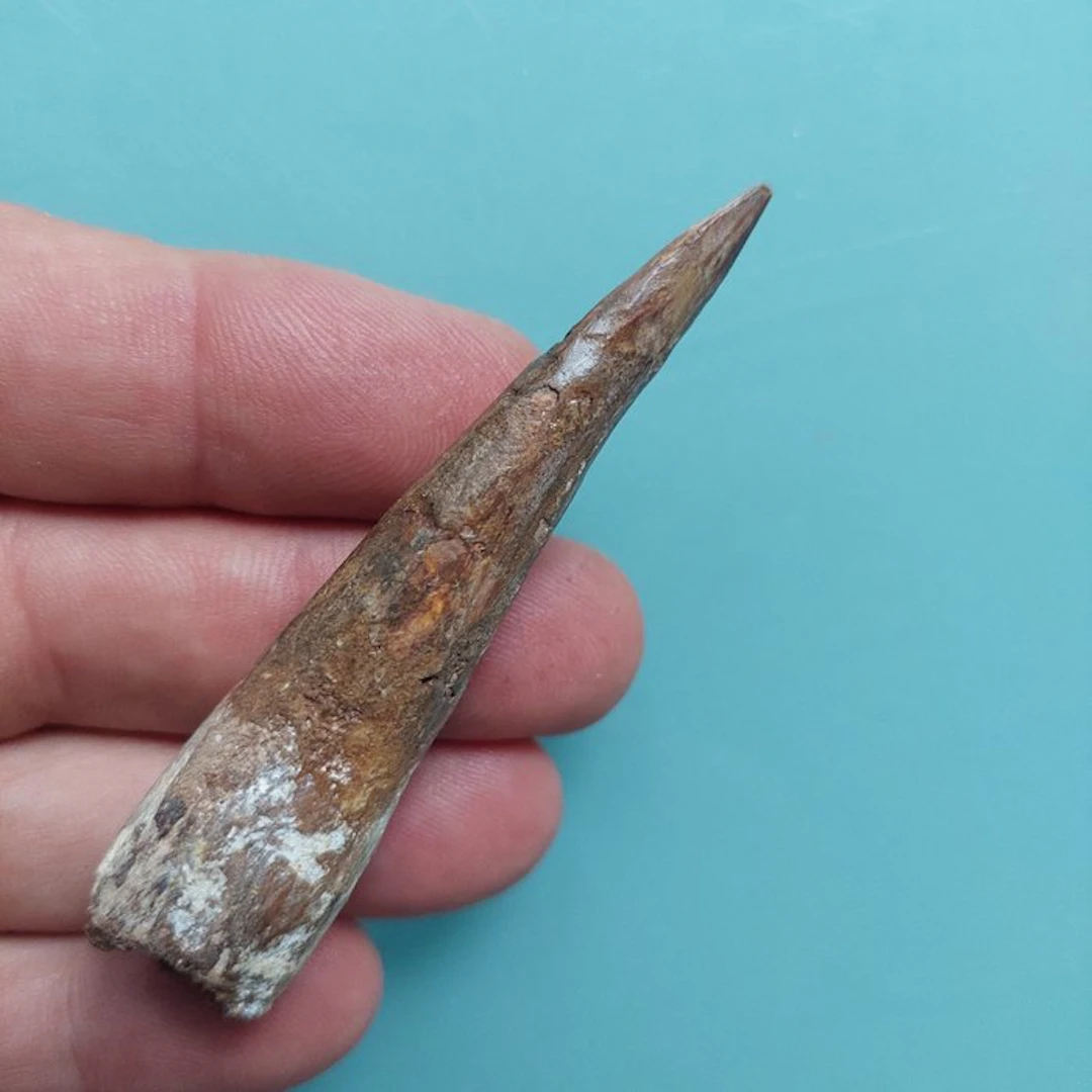 Spinosaur - Fossil tooth - 180 mm - 18 mm