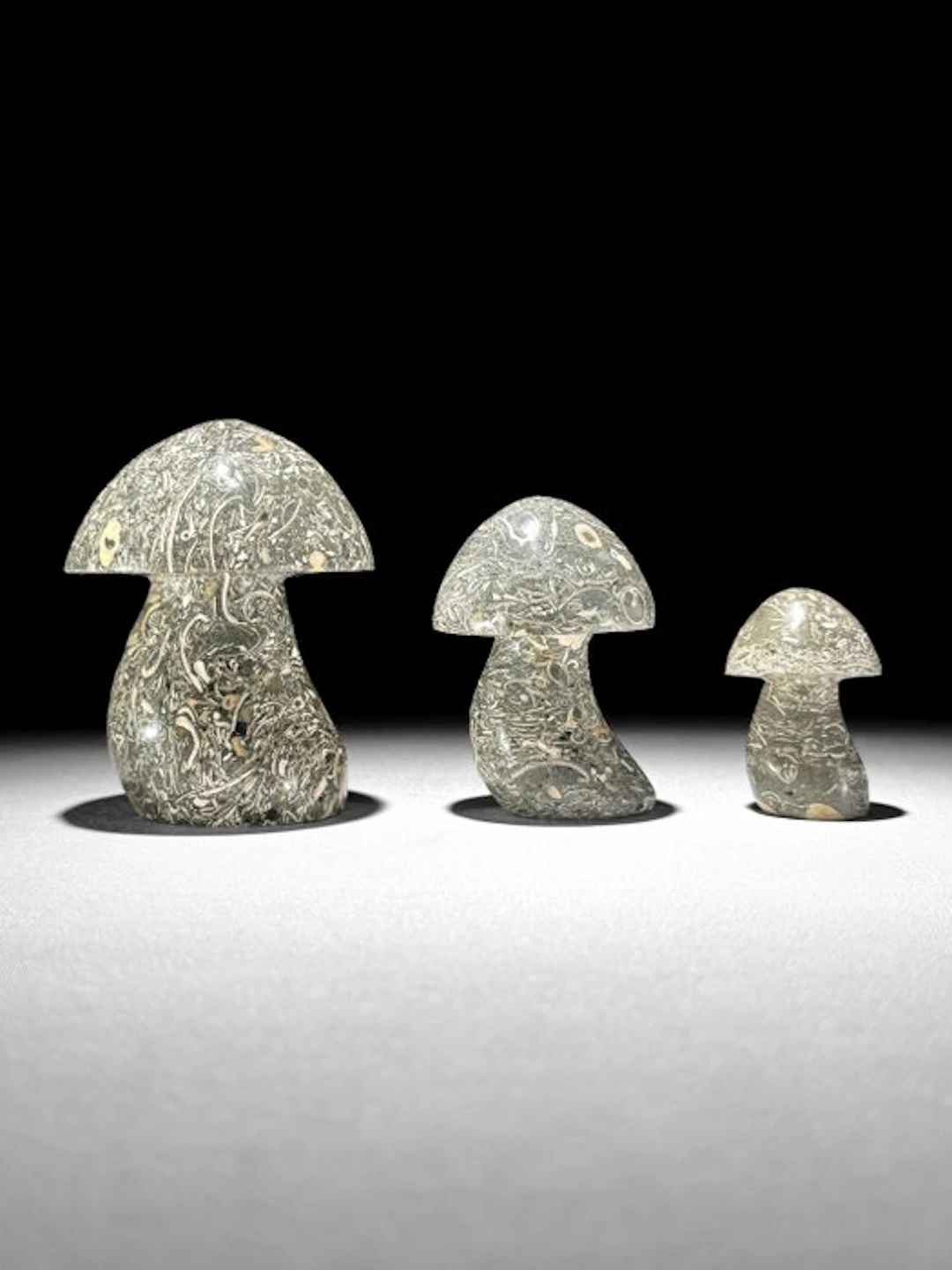 Wonderful set of 3 Turritella- Mushroom-Shaped - Fossil...