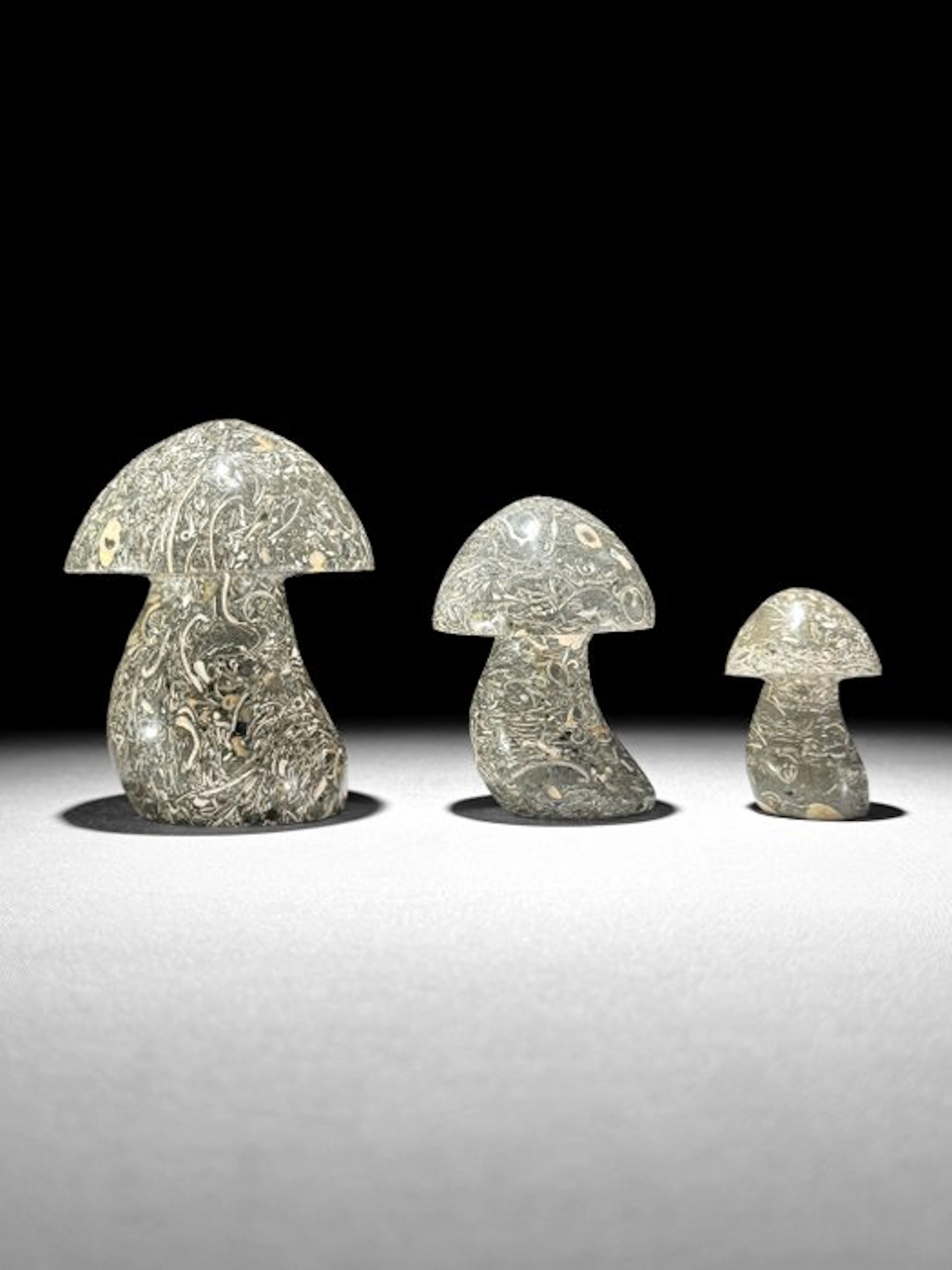 Wonderful set of 3 Turritella- Mushroom-Shaped - Fossil...