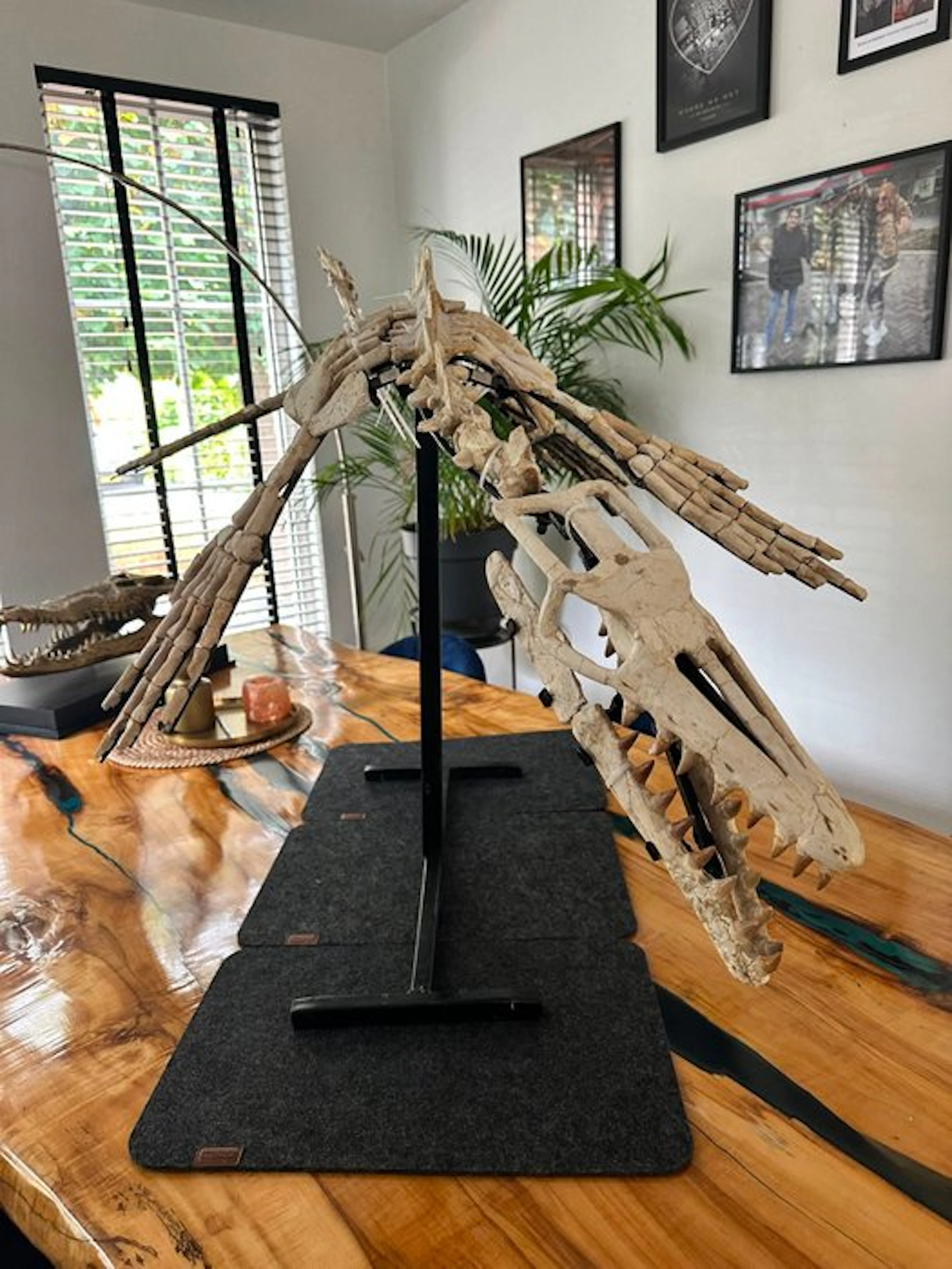 Mosasaur - Fossil skeleton - 190 cm - 75 cm