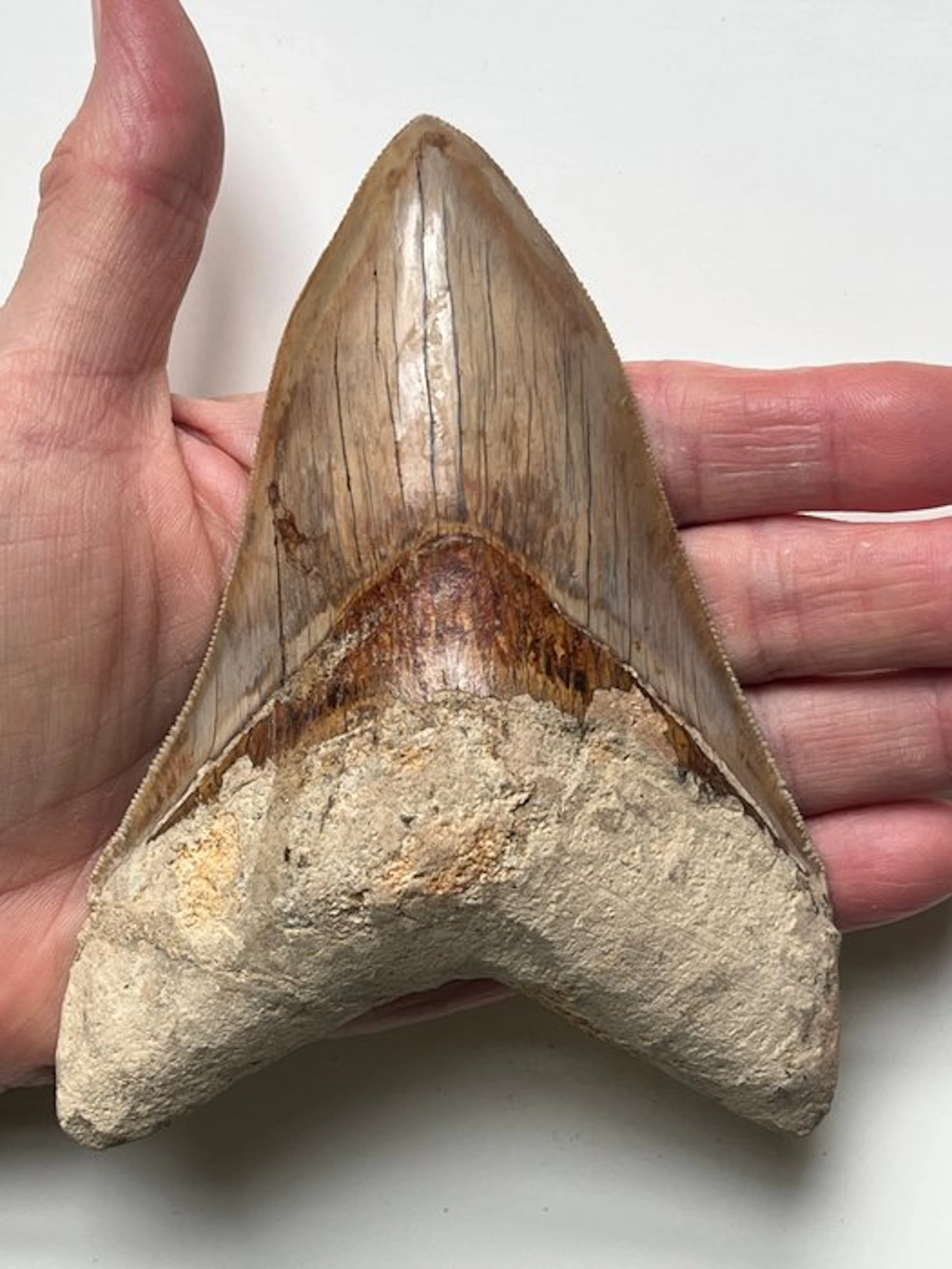 Huge Megalodon tooth 13,5 cm - Fossil tooth - Carcharocles megalodon