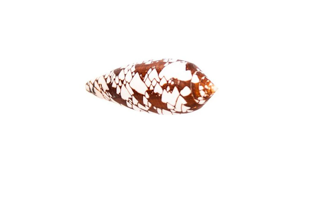 Majestic Elegance: The Conus aulicius in impressive form...