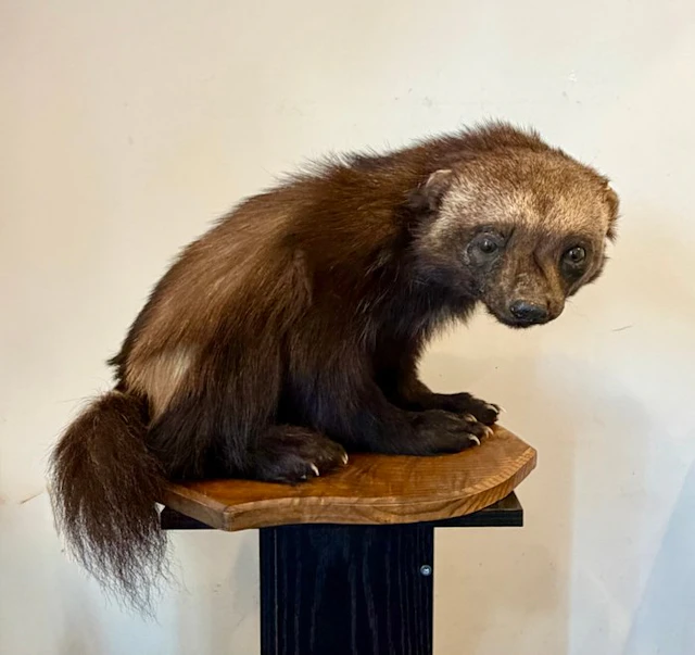 Wolverine Taxidermy full body mount - Gulo gulo - 34 cm...
