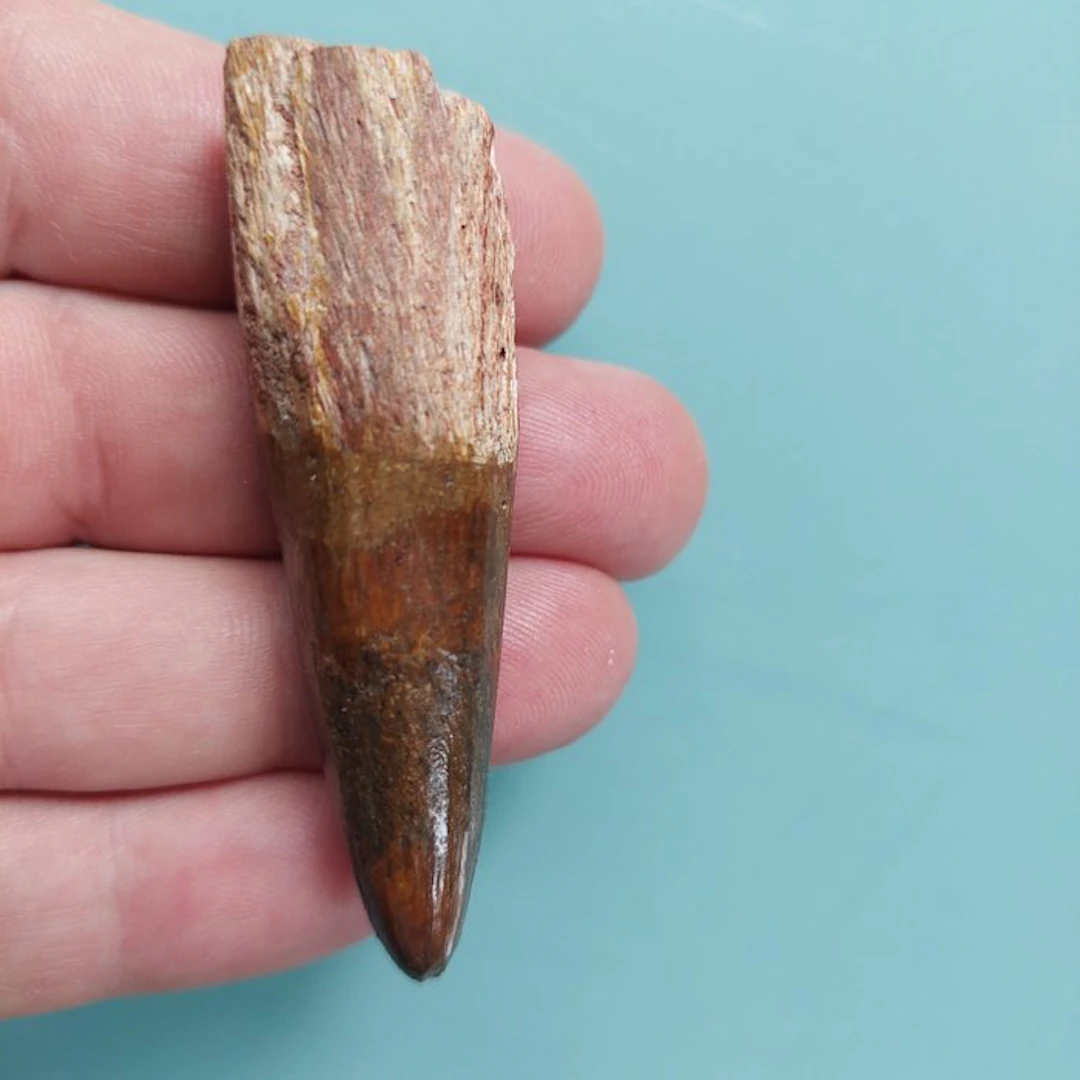 Spinosaur - Fossil tooth - 75 mm - 20 mm (No reserve price)
