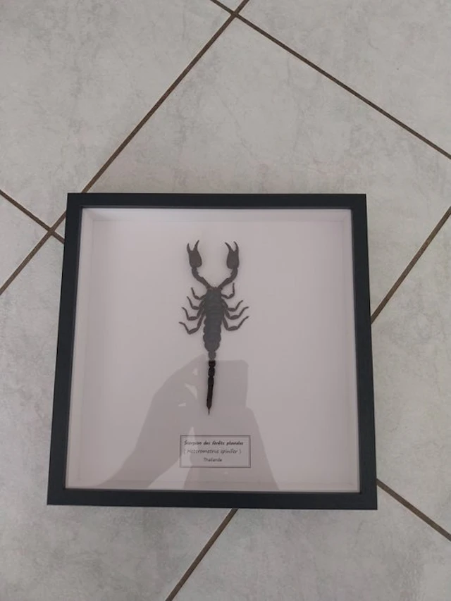Scorpion Taxidermy full body mount - Heterometrus...