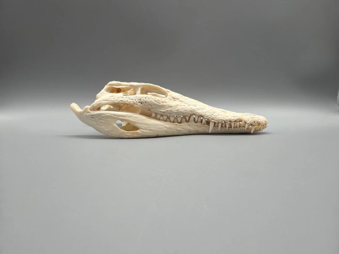 Nile Crocodile Skull - Crocodylus niloticus - 6 cm - 10...