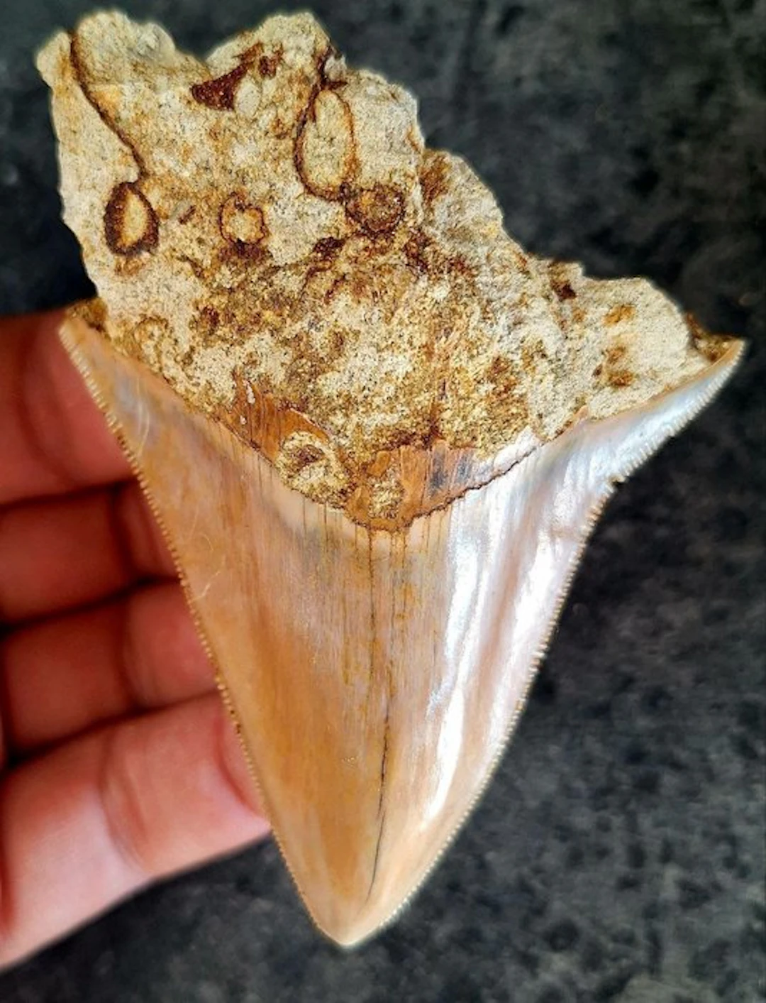Megalodon - Fossil tooth - 9.5 cm - 7.2 cm