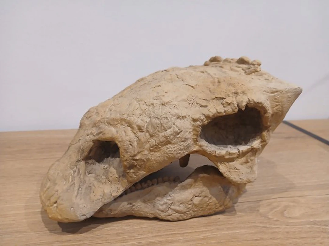 Gastonia skull and Ankylosaurus osteoderm REPLICA...