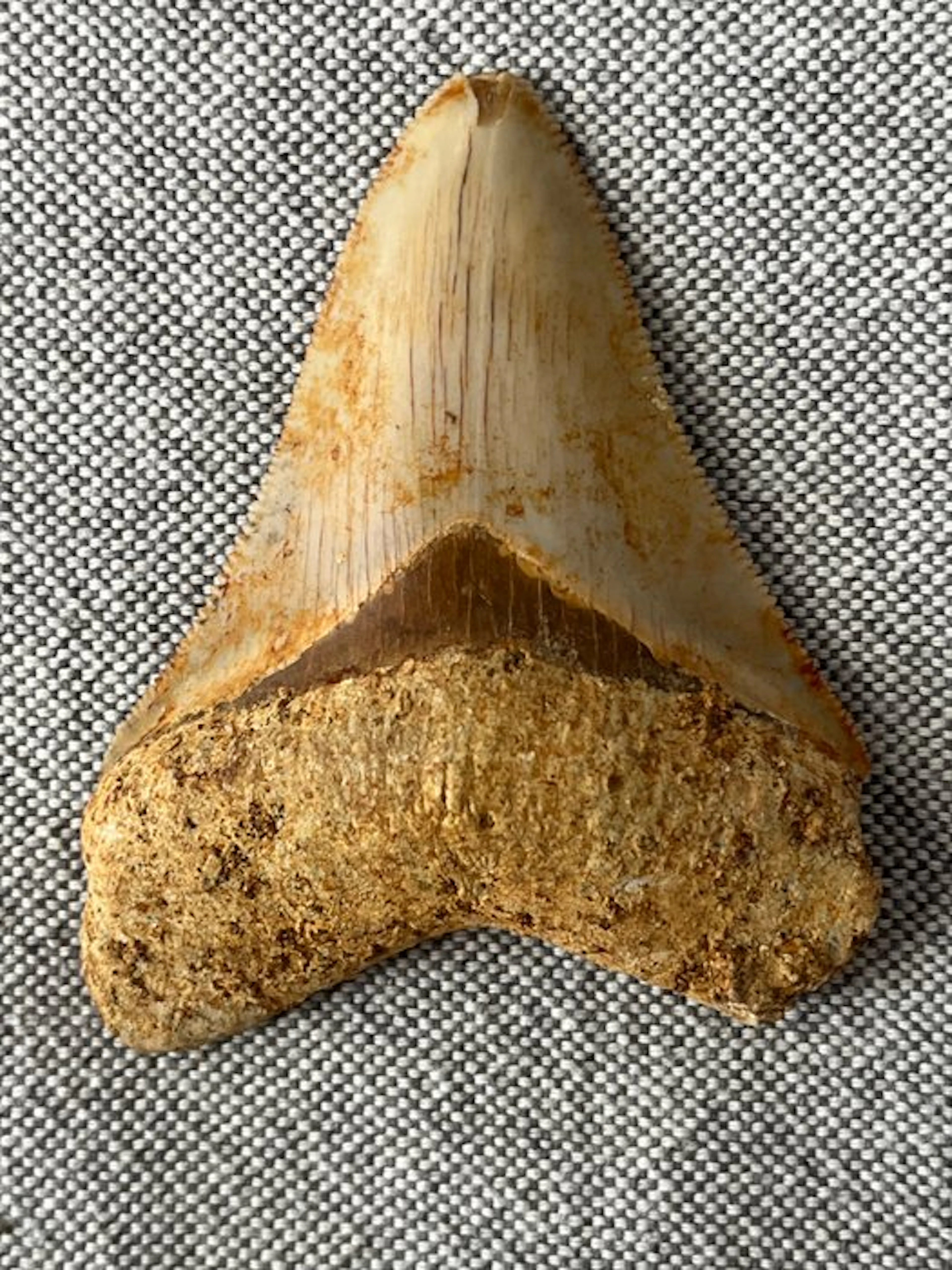 Megalodon tooth 7,5 cm - Fossil tooth - Carcharocles...