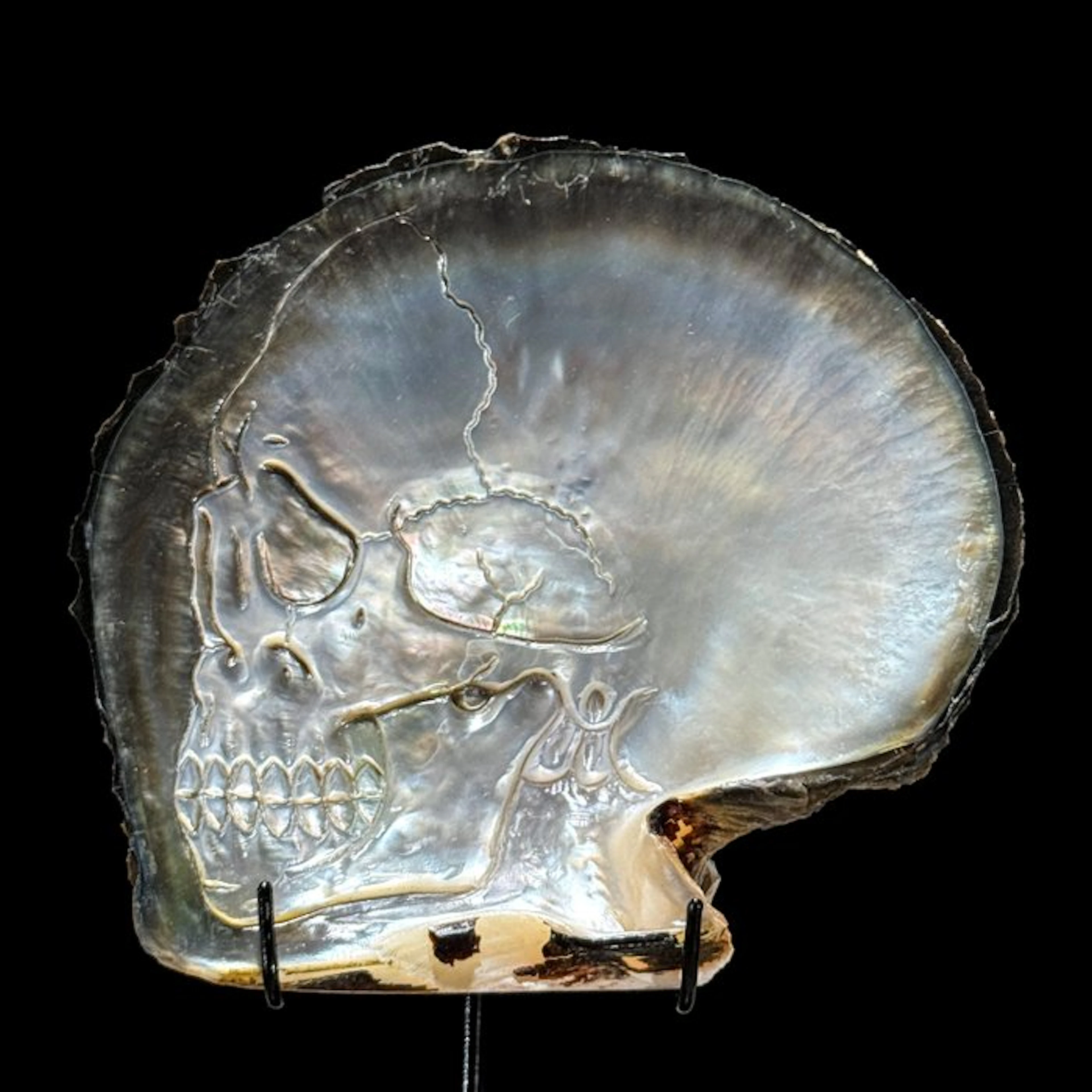 Intricately carved Mother of Pearl Shell - Human Skull...