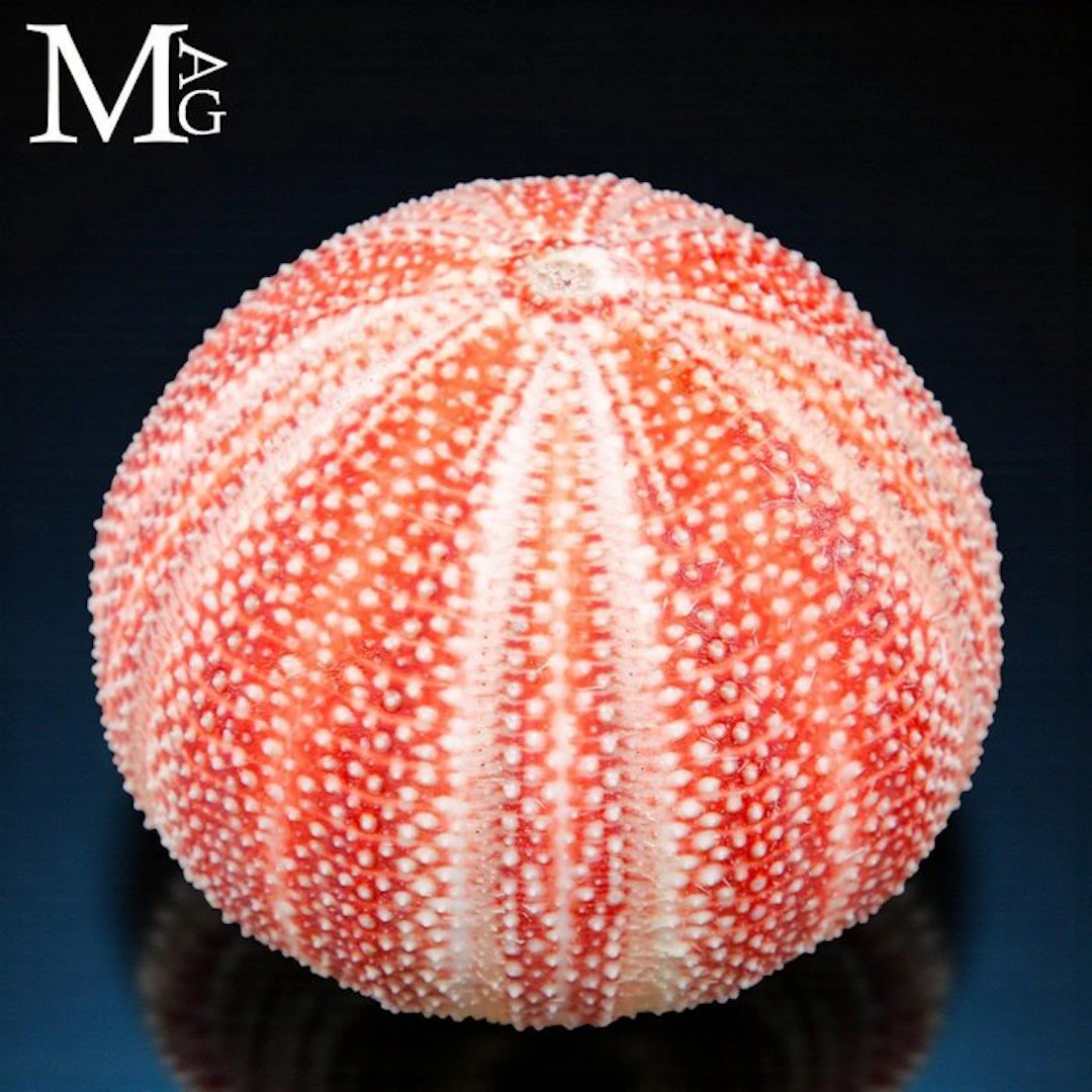 Red-Orange Sea Urchin Test with Perfect Pentaradial...