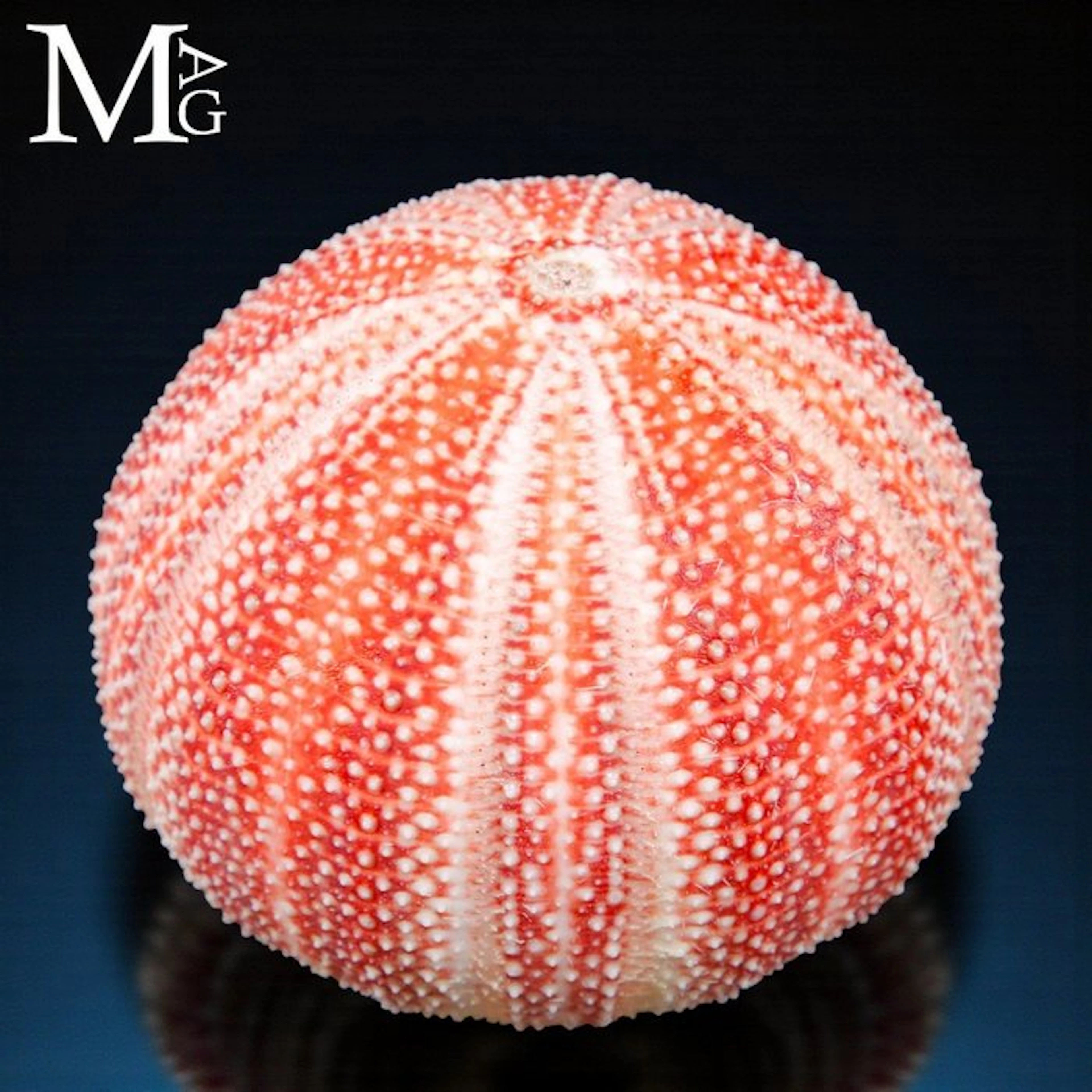 Red-Orange Sea Urchin Test with Perfect Pentaradial...