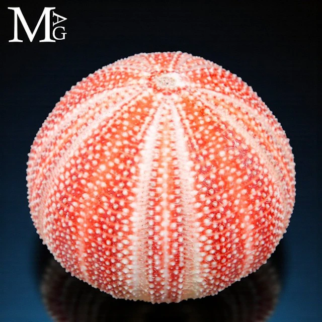 Red-Orange Sea Urchin Test with Perfect Pentaradial...