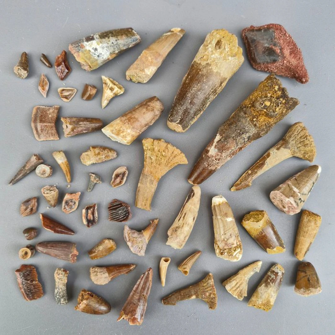 Undetermined collection - Fossil tooth - Dinosaur: Spinosaur