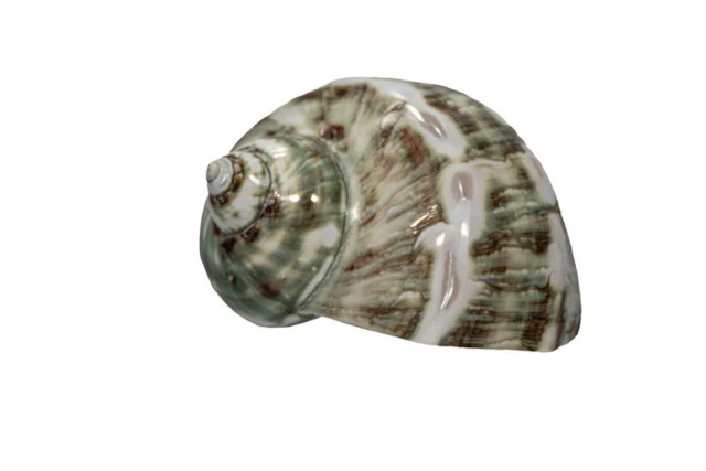 Magnificent turban snail (Turbo marmoratus) polished |...