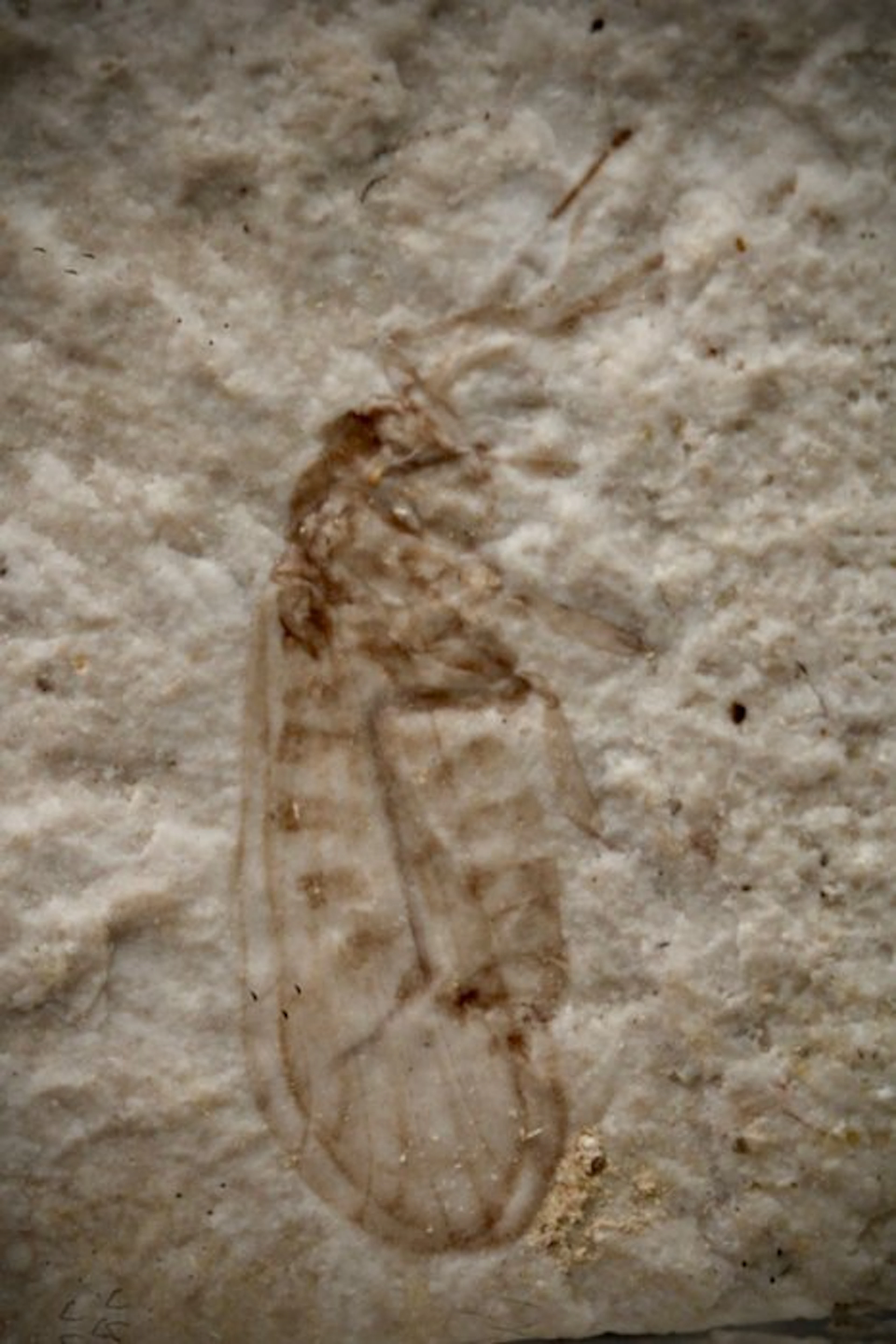 TOP QUALITY blood-sucking dipteran - Fossil plate matrix