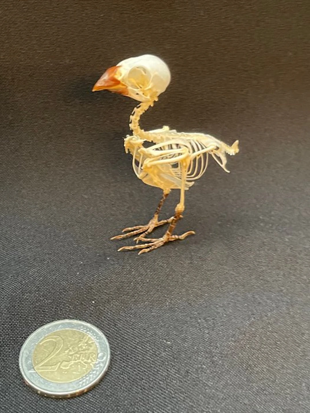Javan Munia - Taxidermy full body mount - Lonchura...