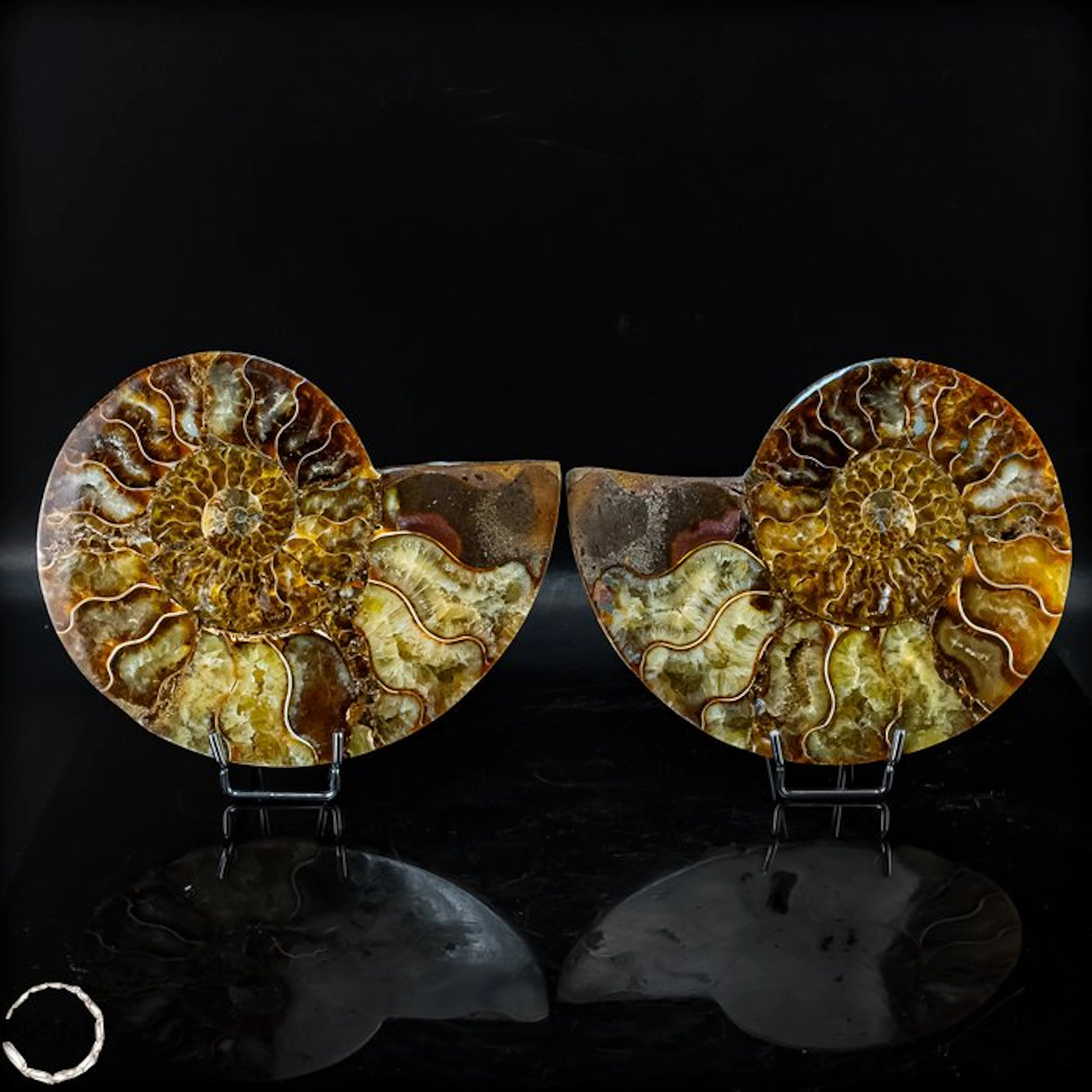 Impressive nautilus-ammonite pair – a fascinating relic...