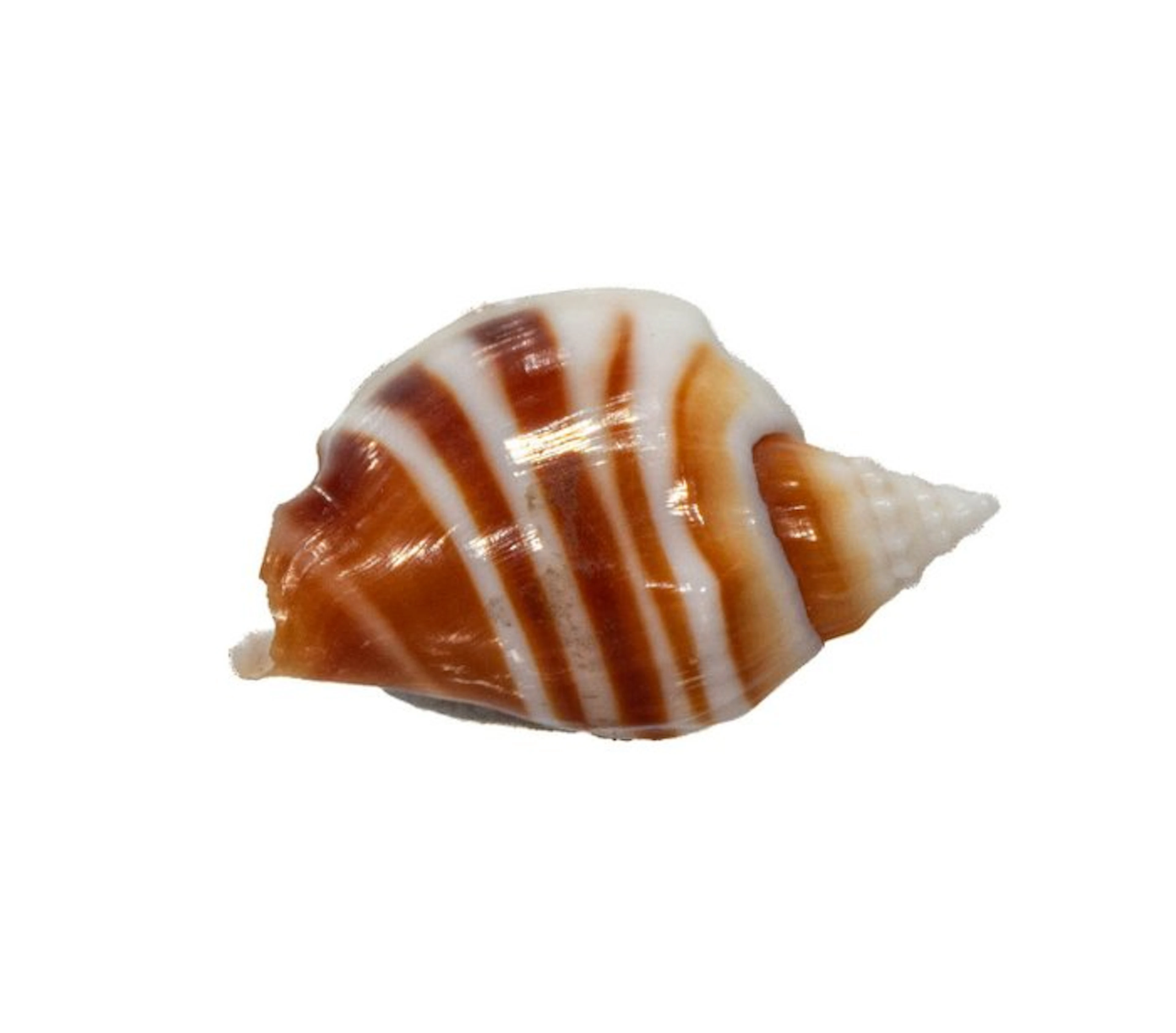 Elegant collectible: Athens-winged snail (Ministrombus athenius) – 35 mm