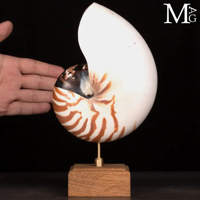 Exquisite Polished Nautilus Pompilius Shell - Wood and...