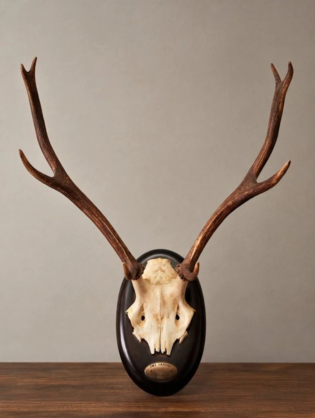 Hunting trophy