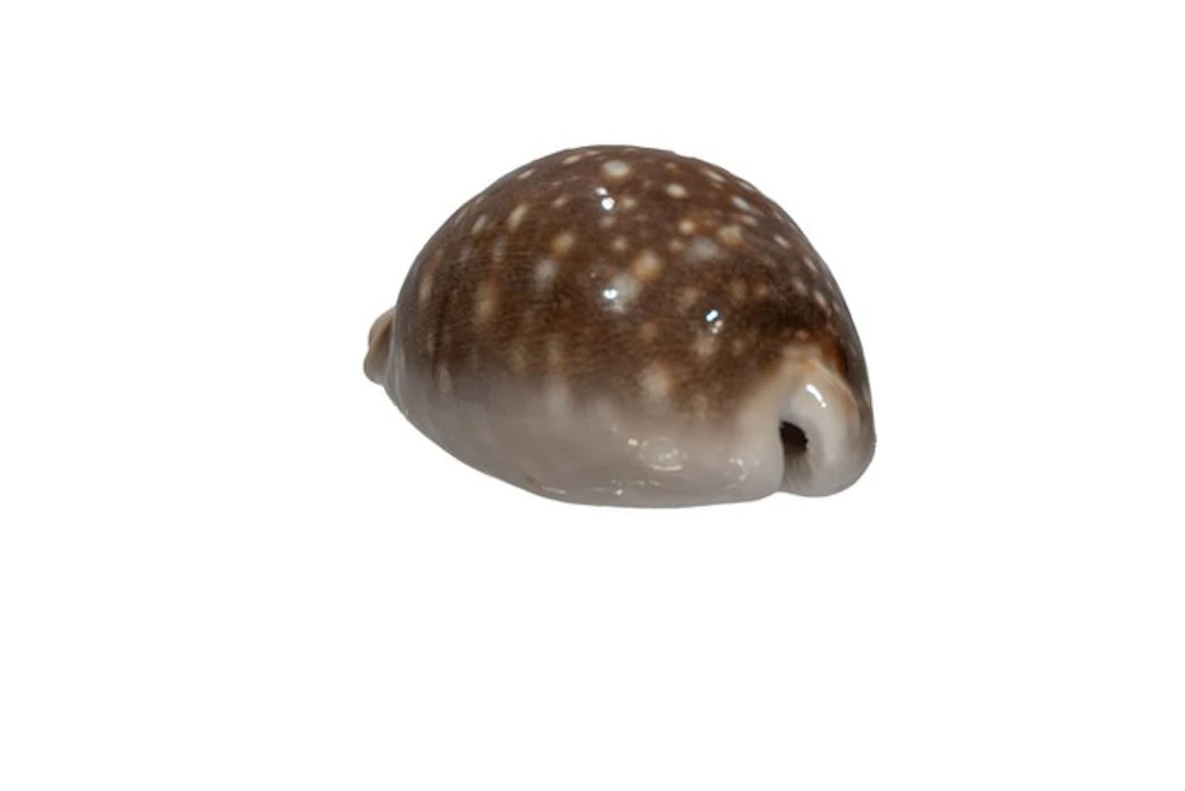 Pacific cowrie: Cypraea vitellus (70 mm) – Spectacular...